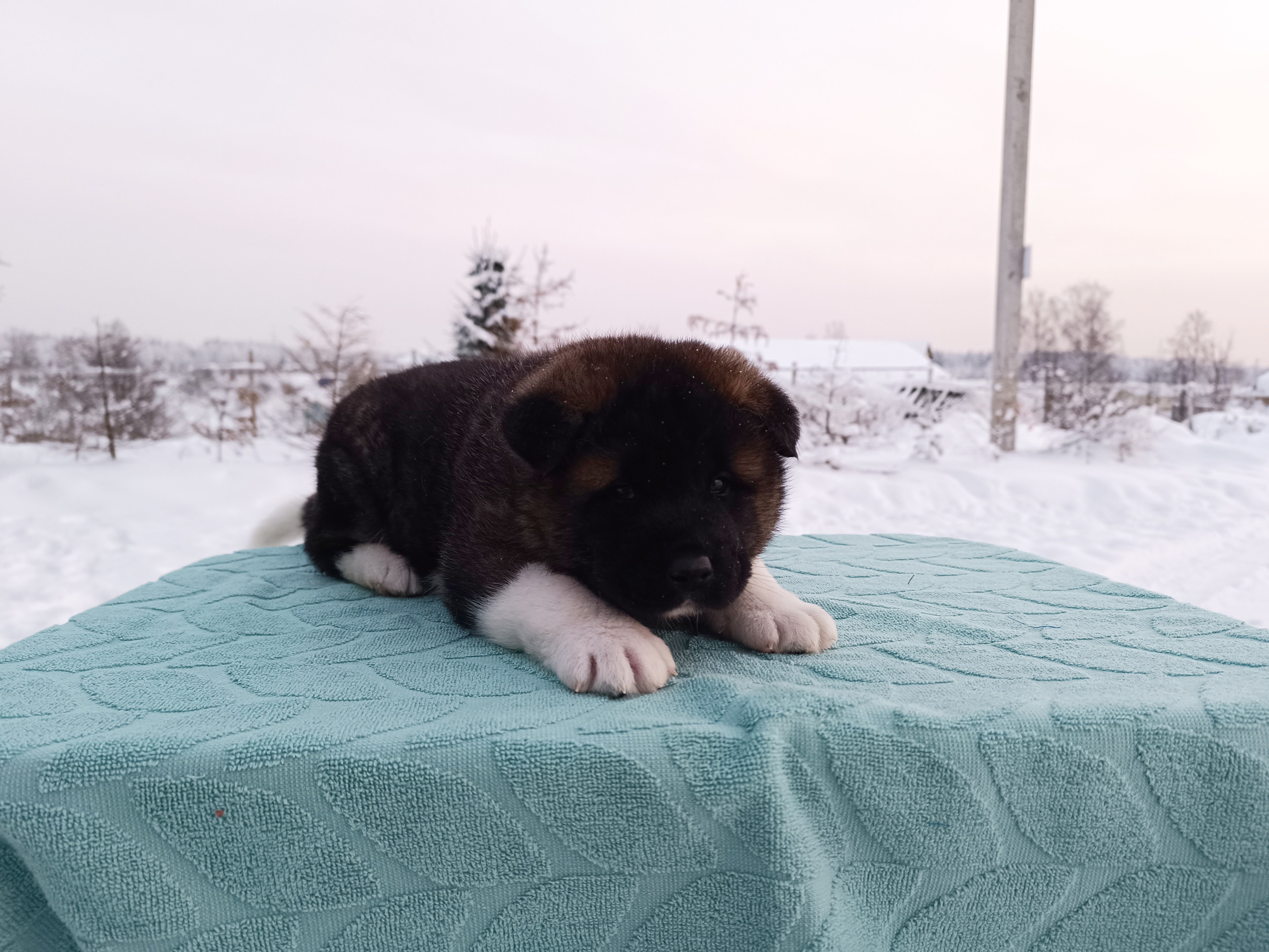 Rubylight Ctsar'. Американская акита I Сиба ину I Питомник RUBYLIGHT