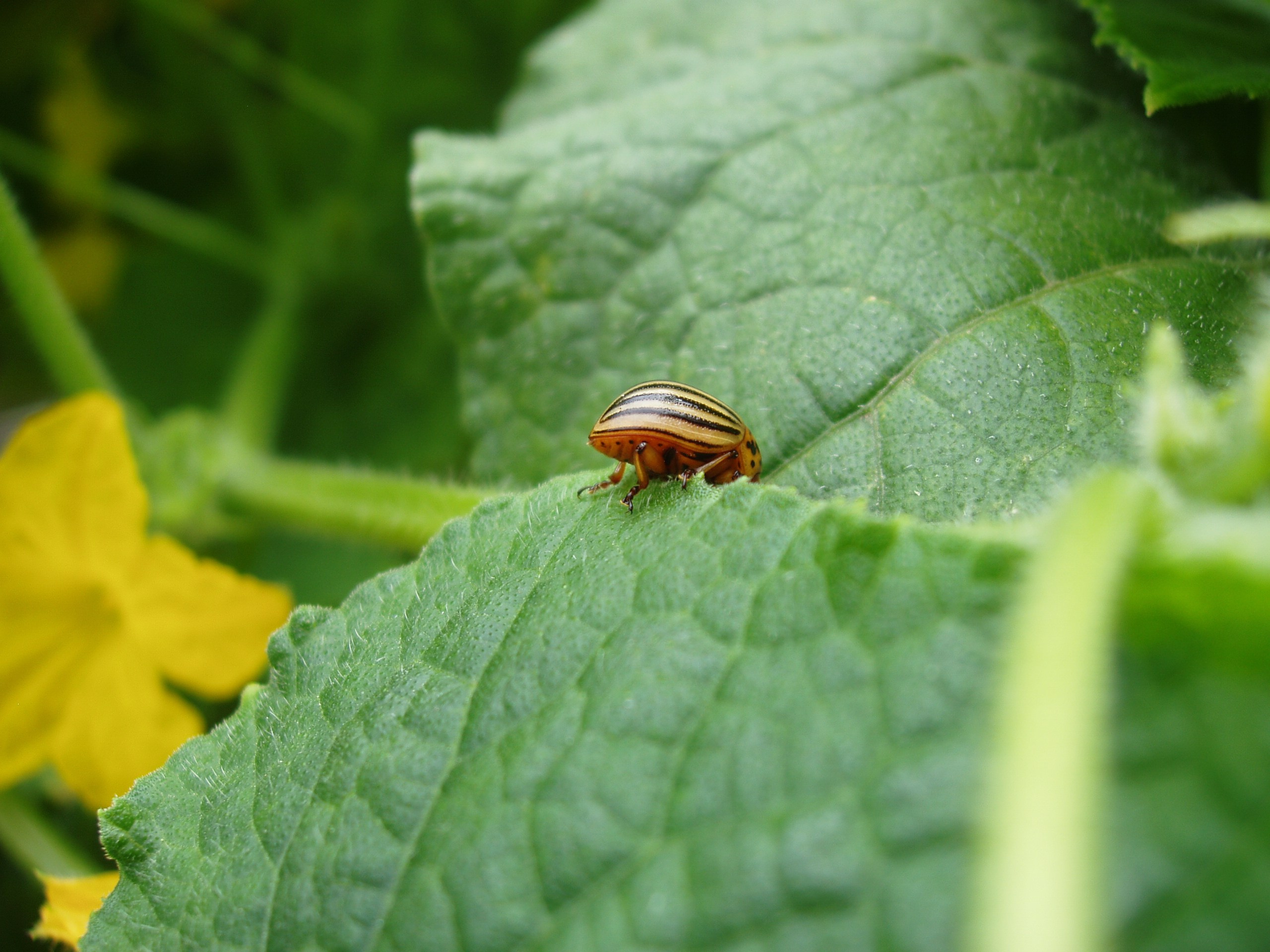 Отпуск 20.07-17.08. Семейный, Свадебный фотограф СПБ Питер— Романова Екатерина