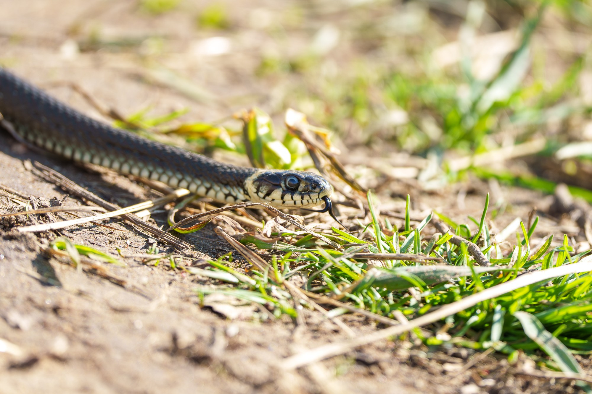 Животные. Ваш личный фотограф Марина Волкова