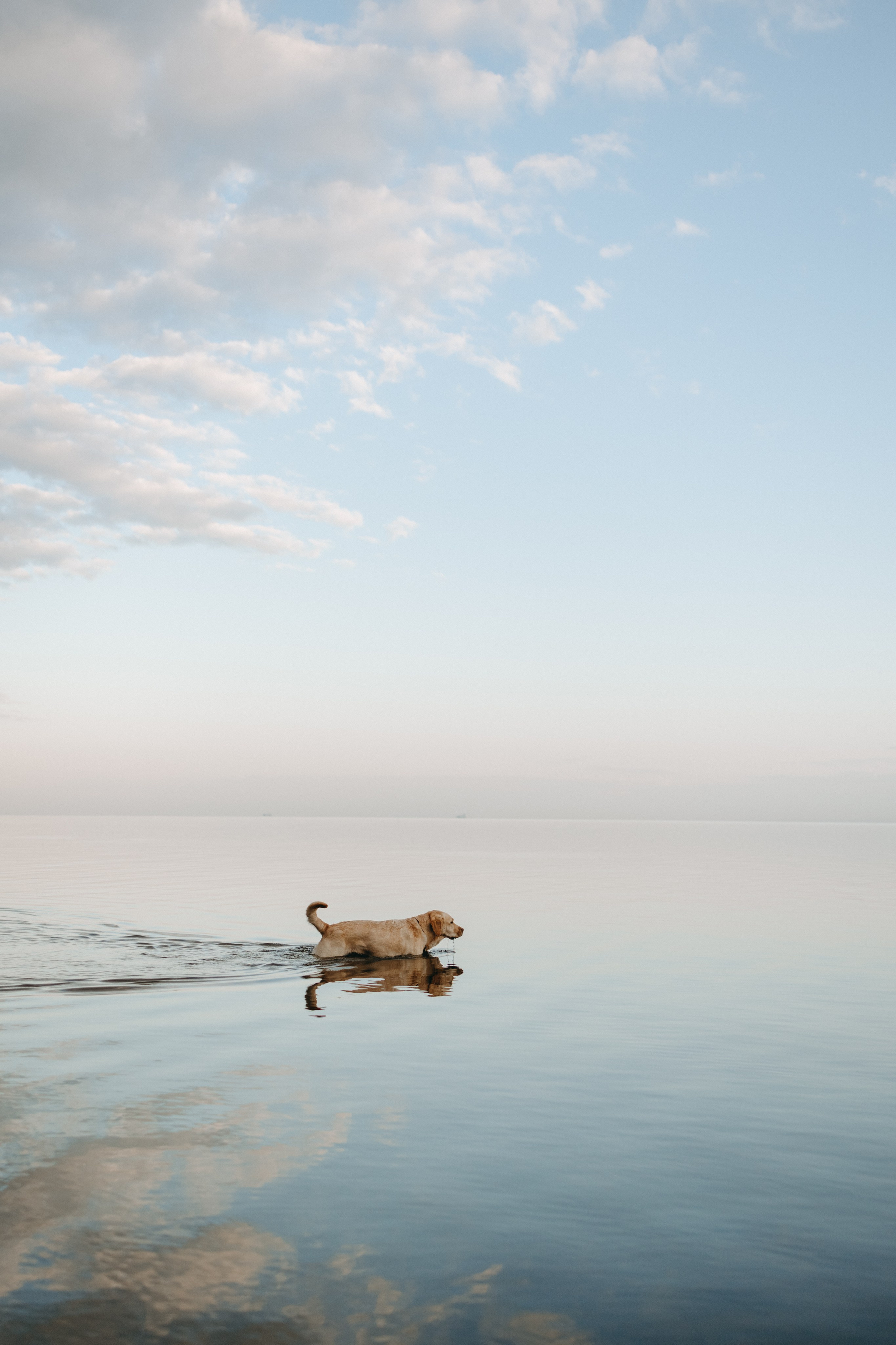 Наташа и Шани. Фотограф — Анималист | Санкт-Петербург