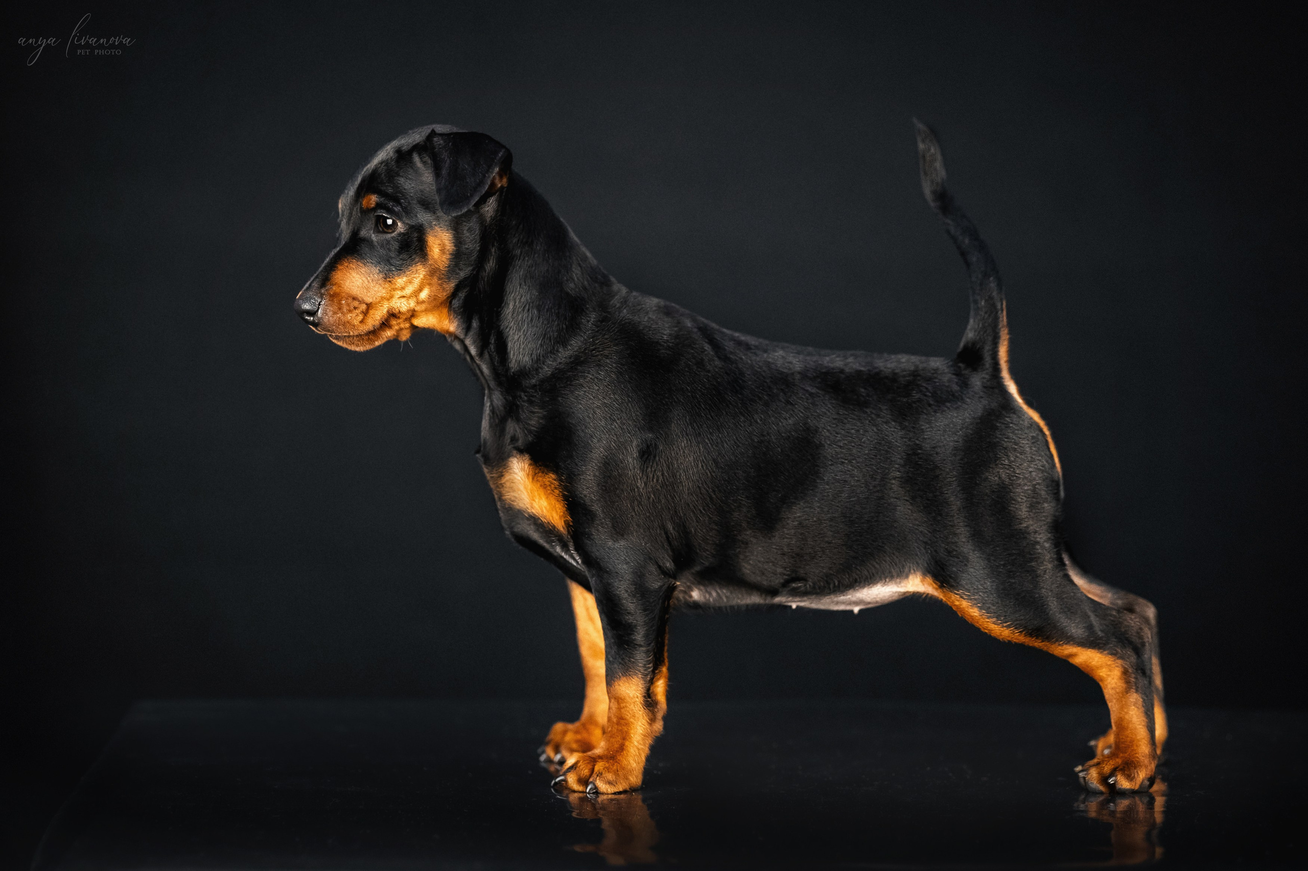 Пинчерята. Фотограф анималист Аня Ливанова | Рыбинск