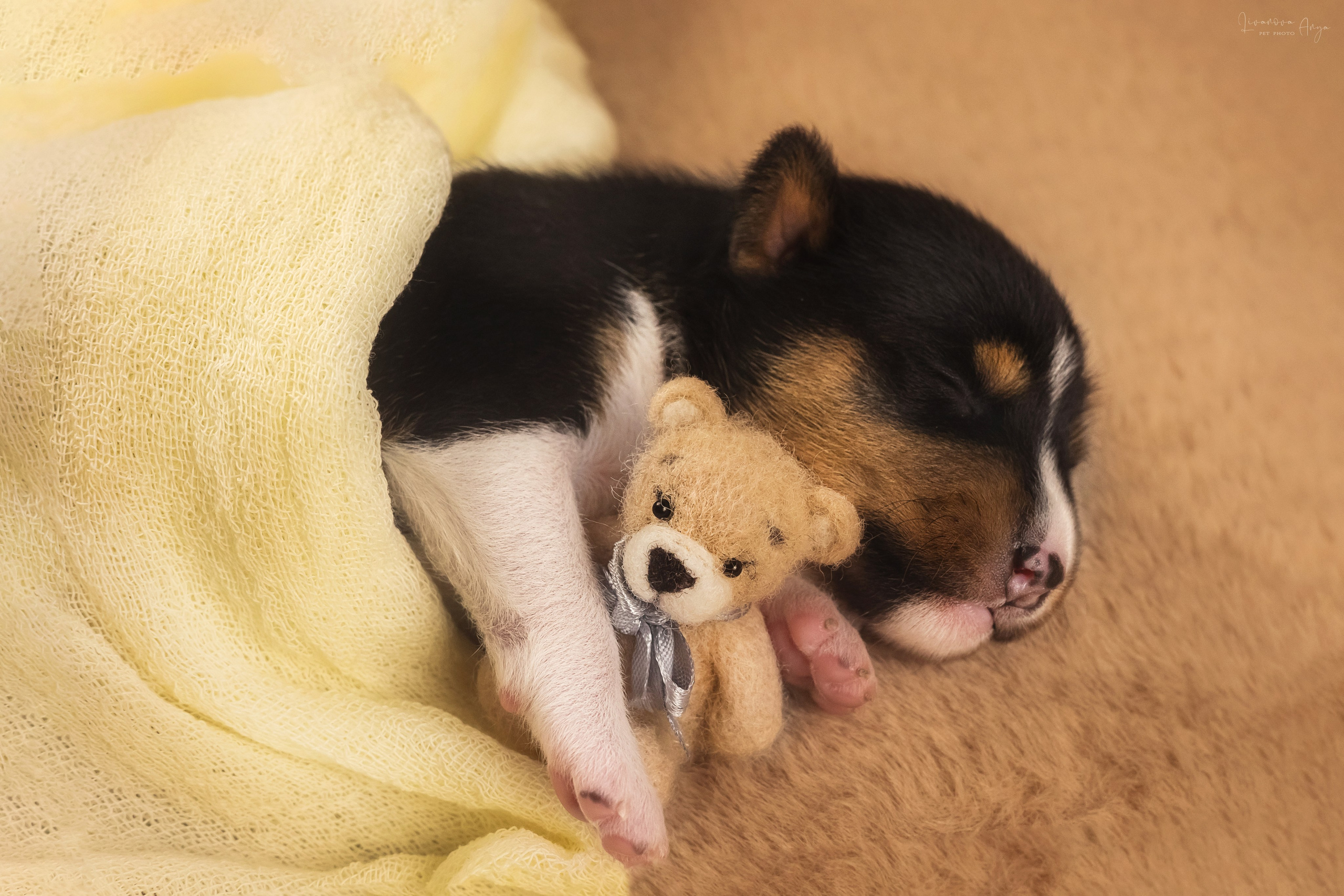 Басеньки. Фотограф анималист Аня Ливанова | Рыбинск