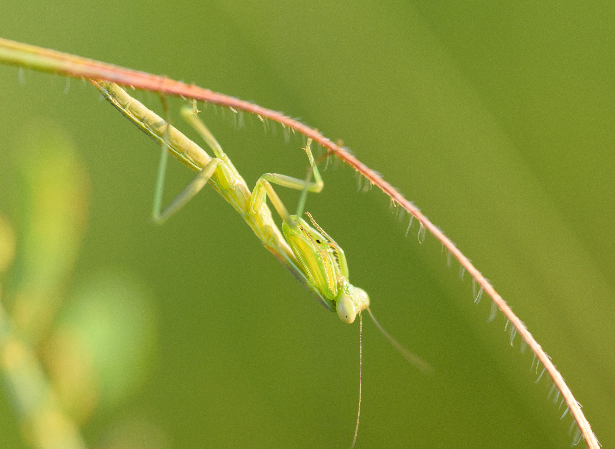 Насекомые. Фотограф Вадим Хмурковский