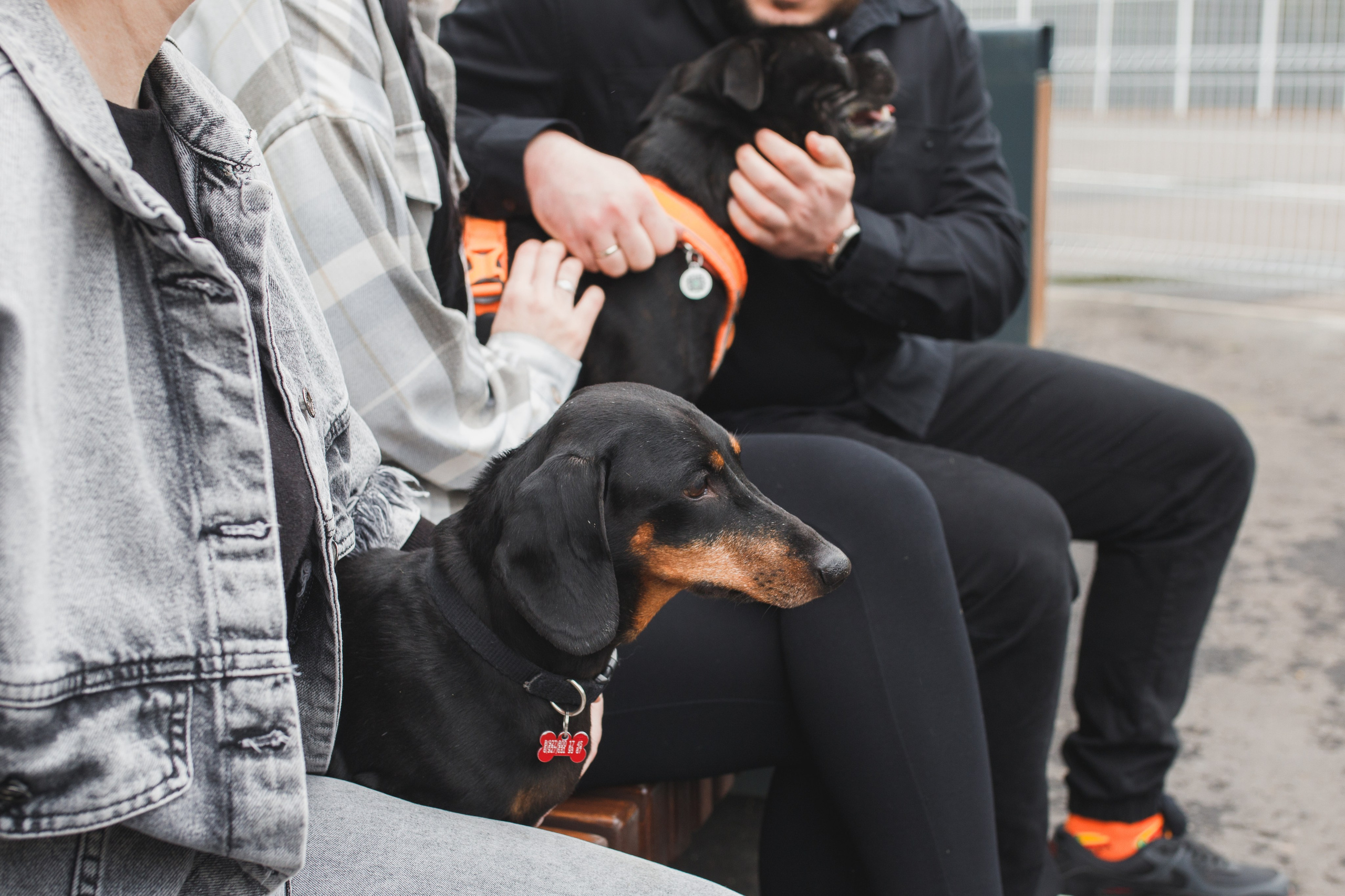 Фотопрогулка большой семьи с двумя собаками летом. Семейный и школьный фотограф в Москве Анна Ткач