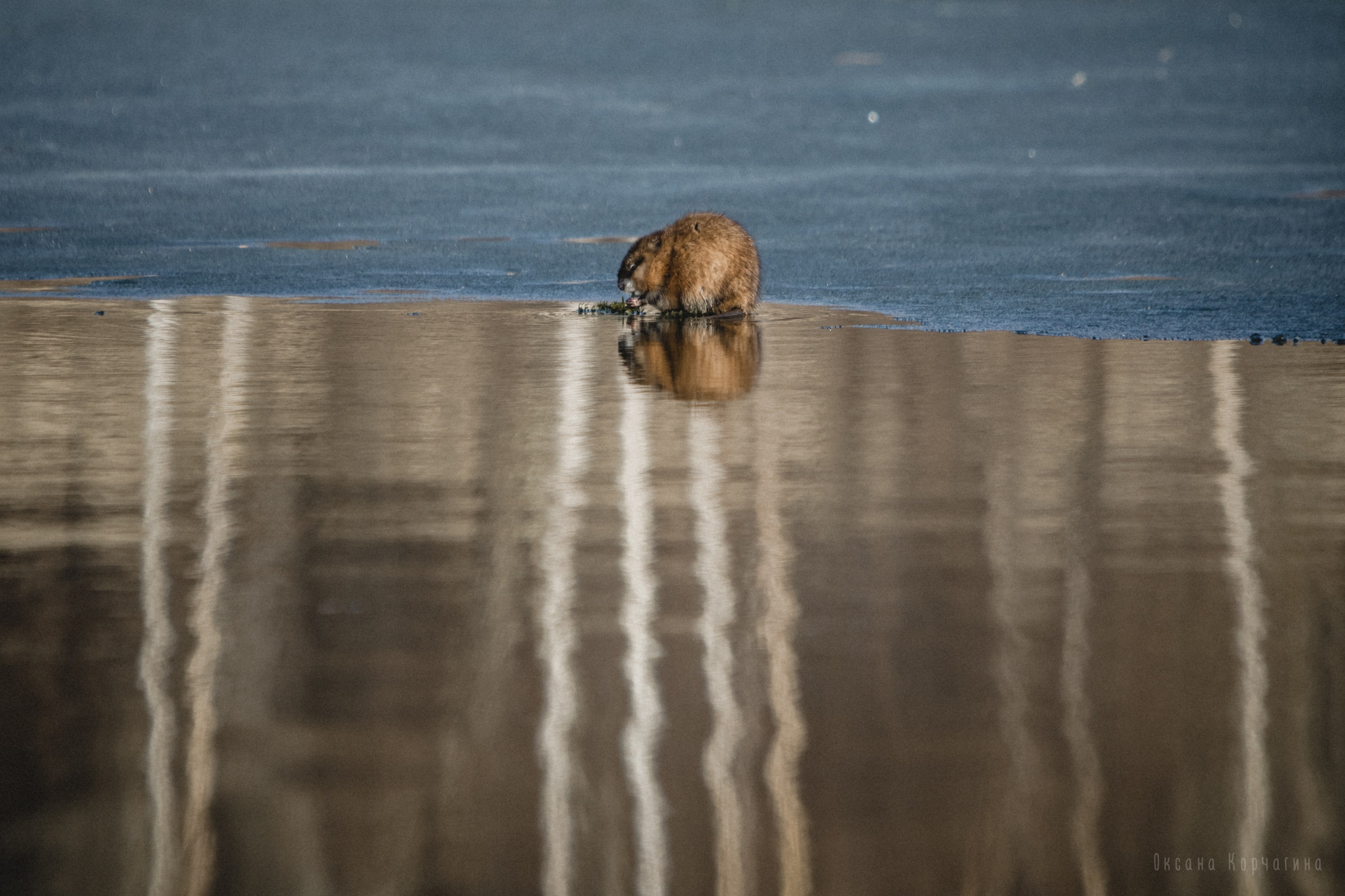 Ондатры. Фотограф в Красноярске Оксана Корчагина