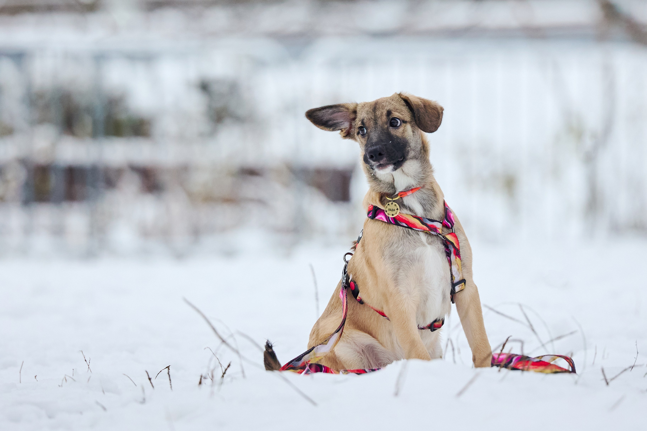 Пиар. Фотограф Ирина Астор