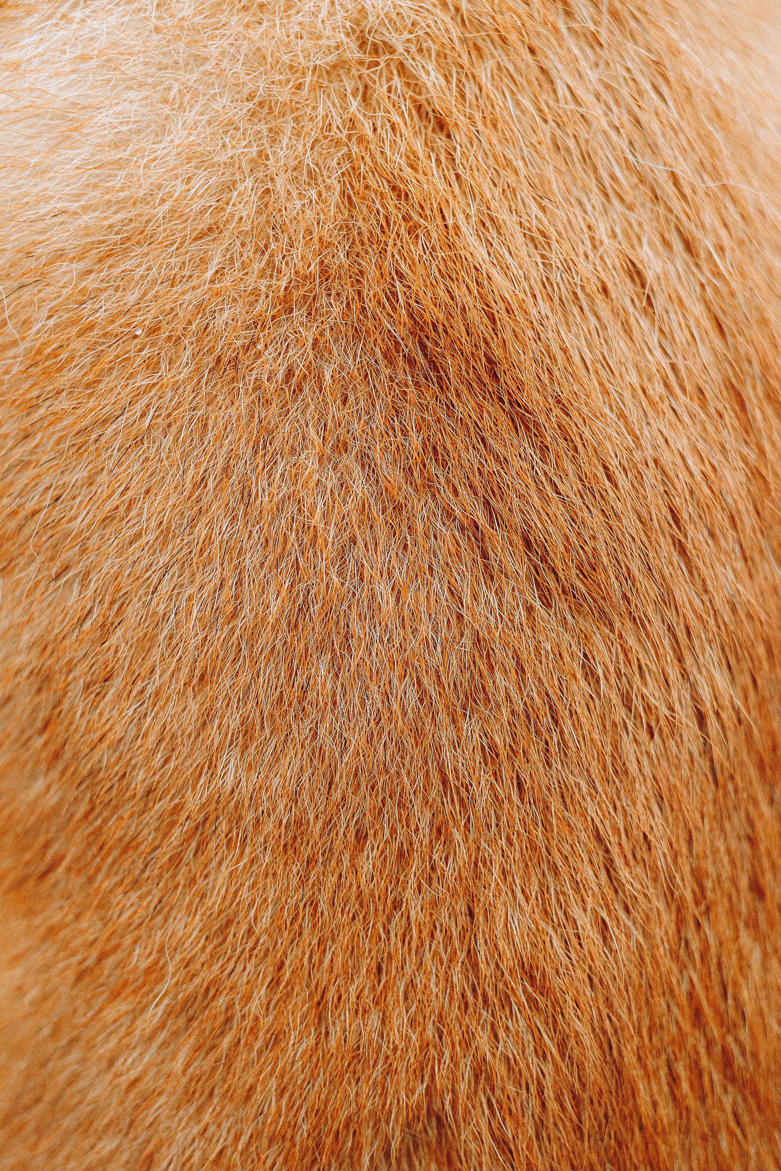 Настя и Ронин