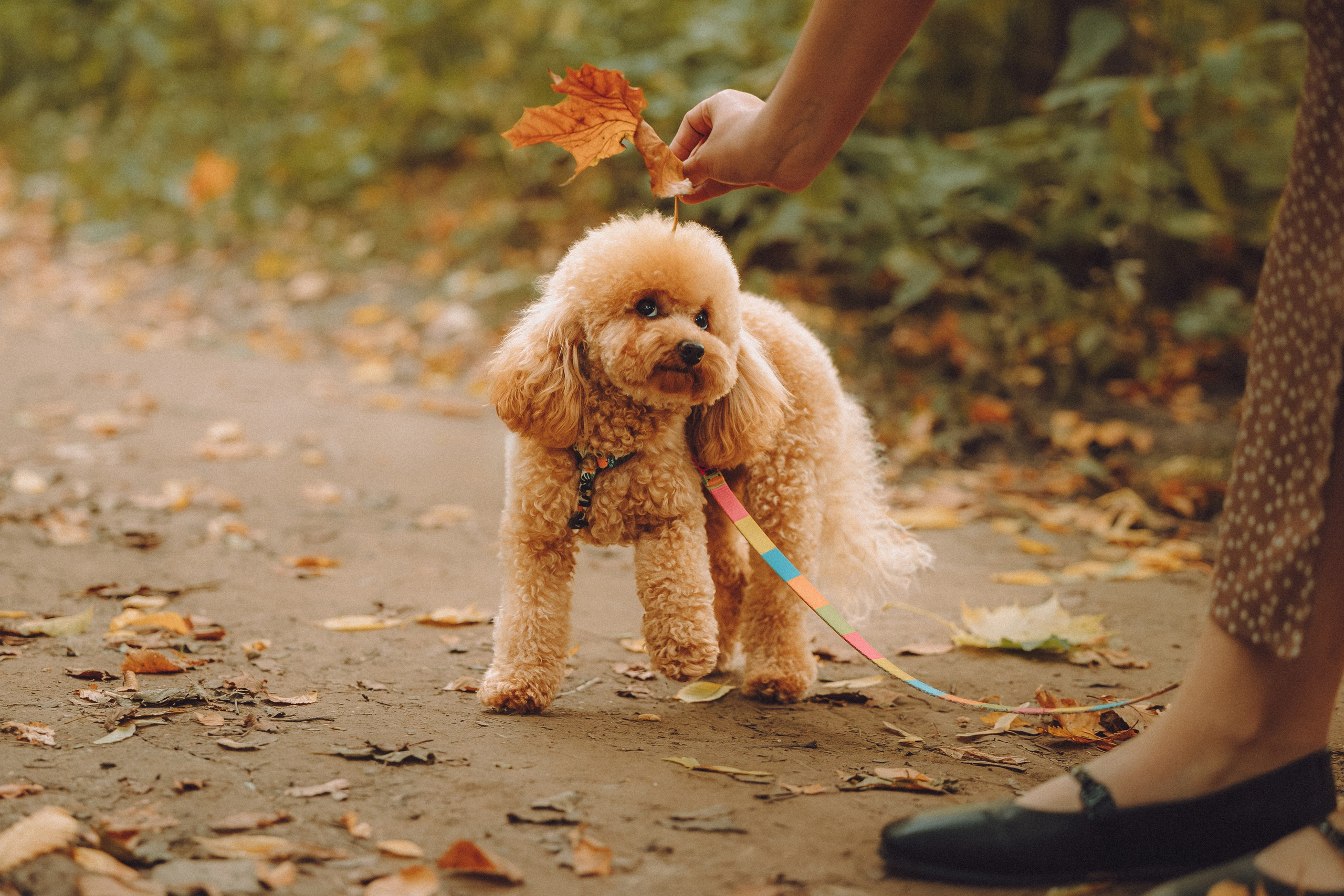 Даша и Джули