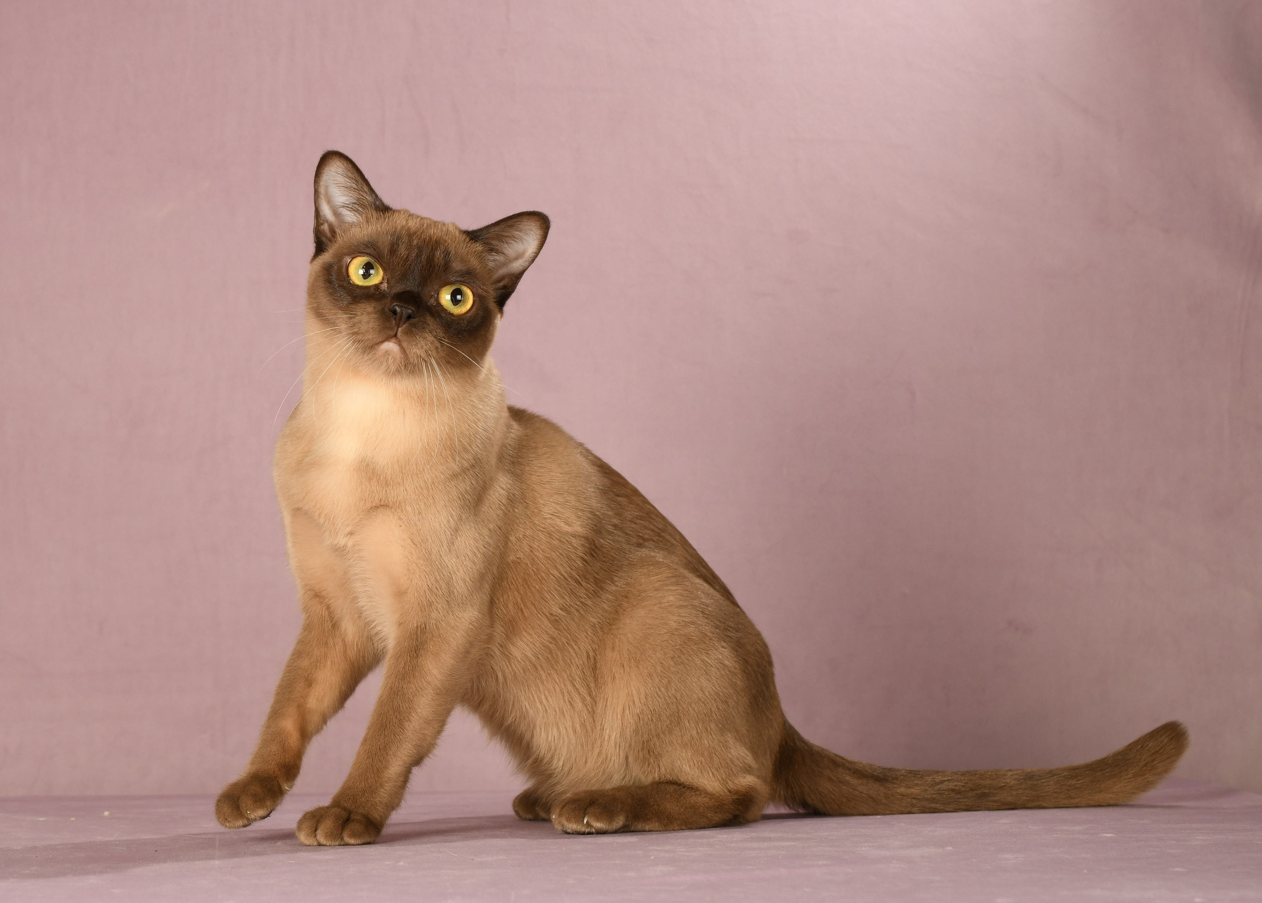 Котёнок американской бурмы. Las Burmas — питомник американской бурмы традиционных линий