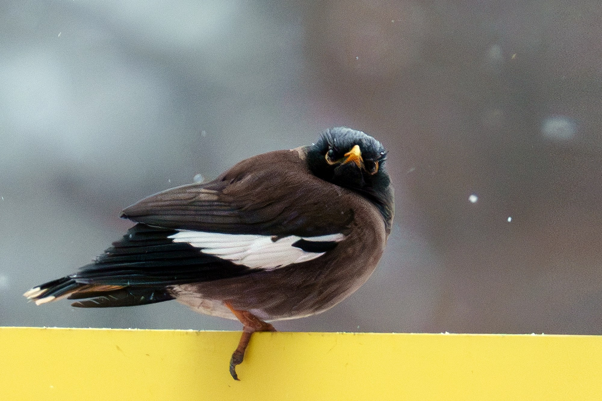 Удивительные мир птиц. Вокруг нас столько прекрасного — присмотритесь!. Ваш личный фотограф Марина Волкова