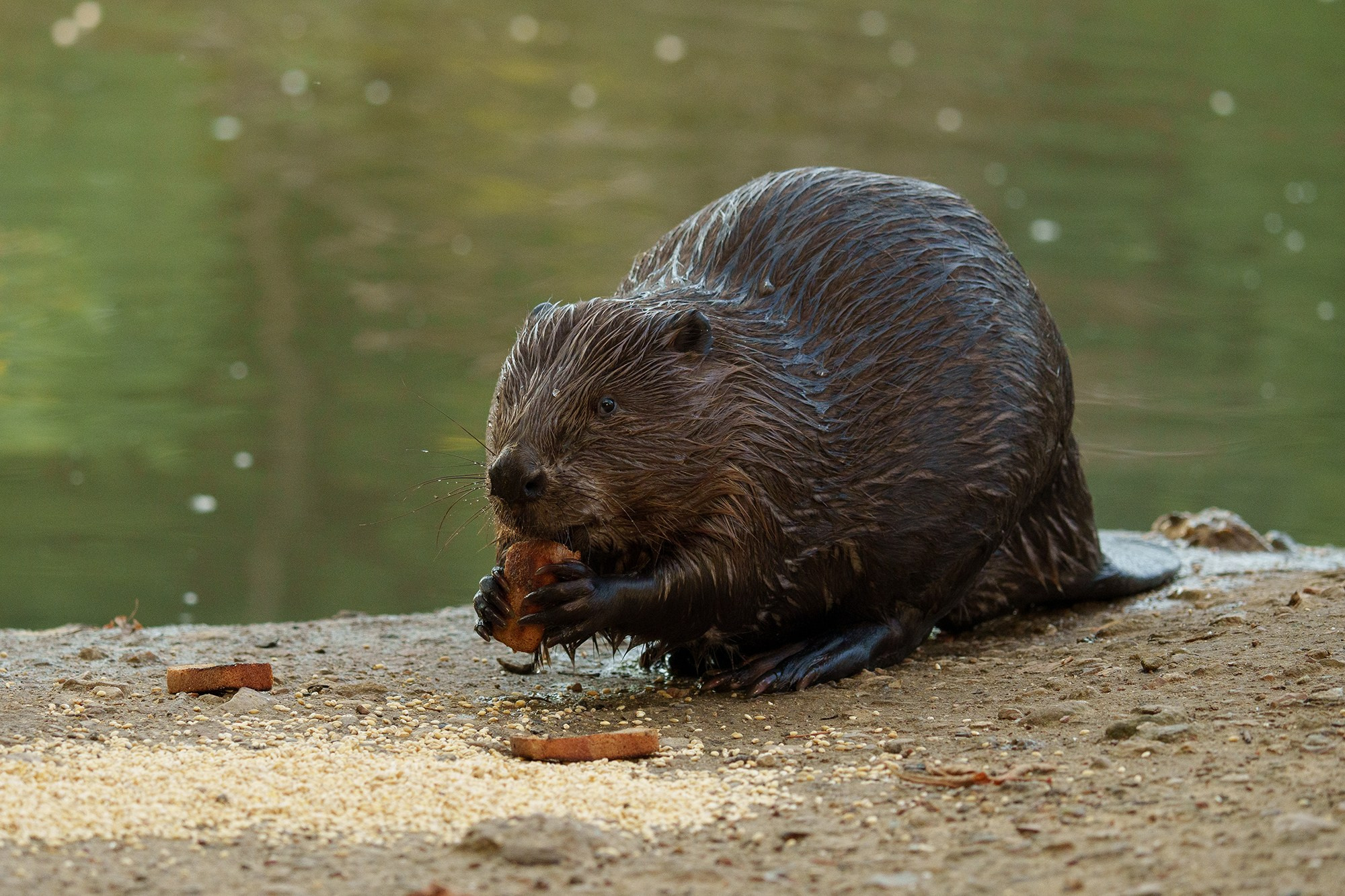 Животные. Ваш личный фотограф Марина Волкова