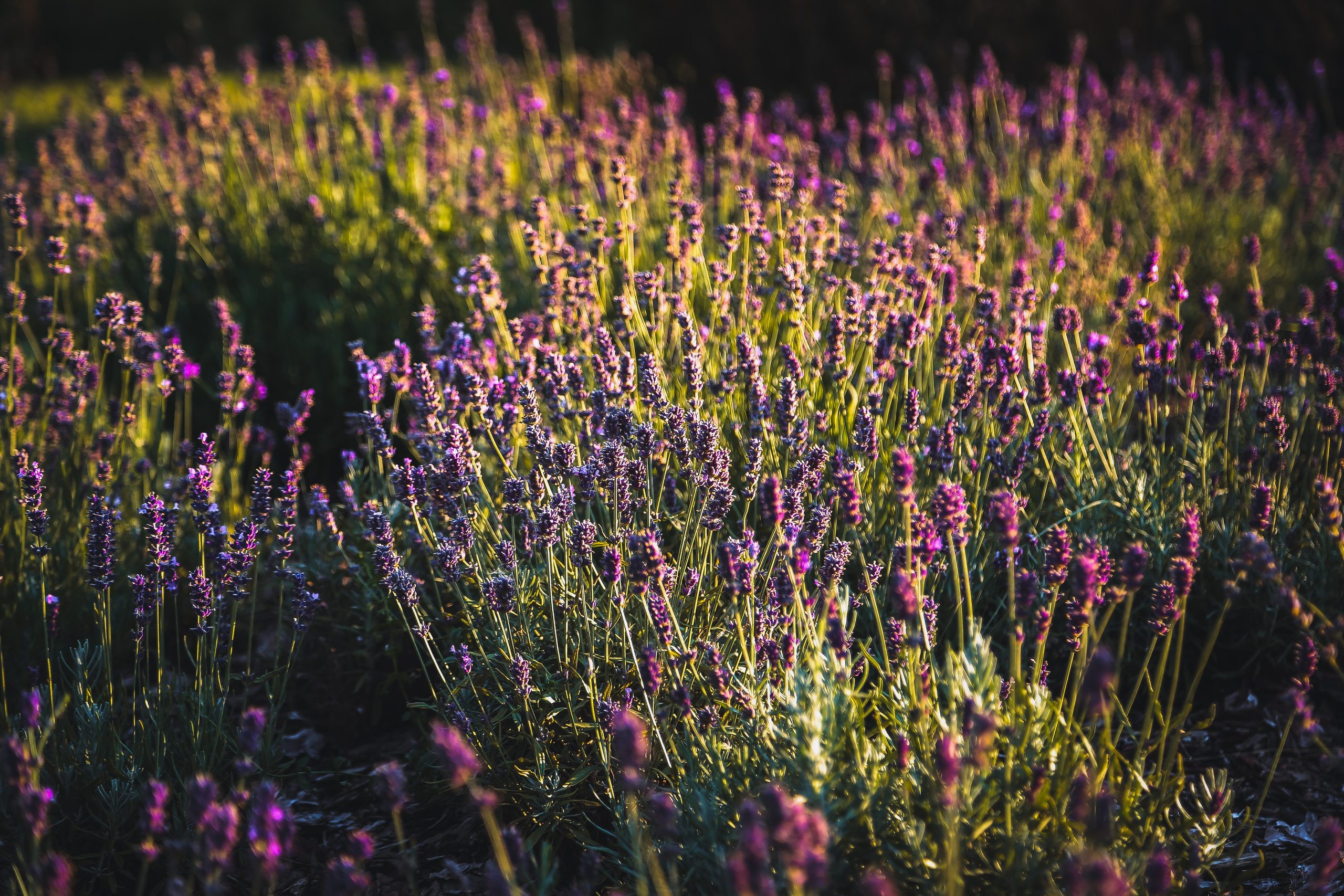 Венгрия: Будапешт. Дарья Письменюк / Darya Leitstern — фотограф, музыкант, журналист, путешественник