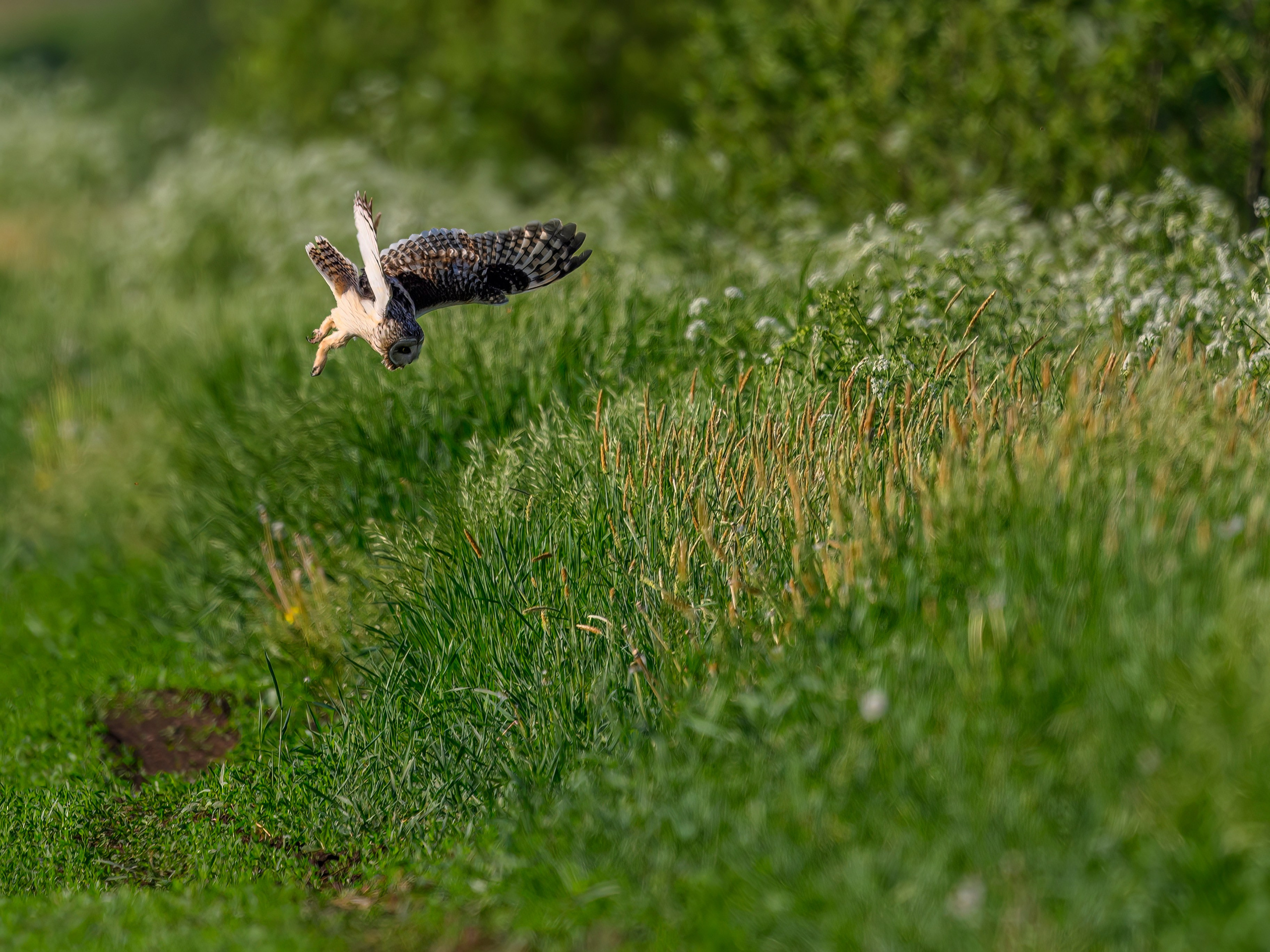 Охота сов. Фотограф Сергей Пупонин