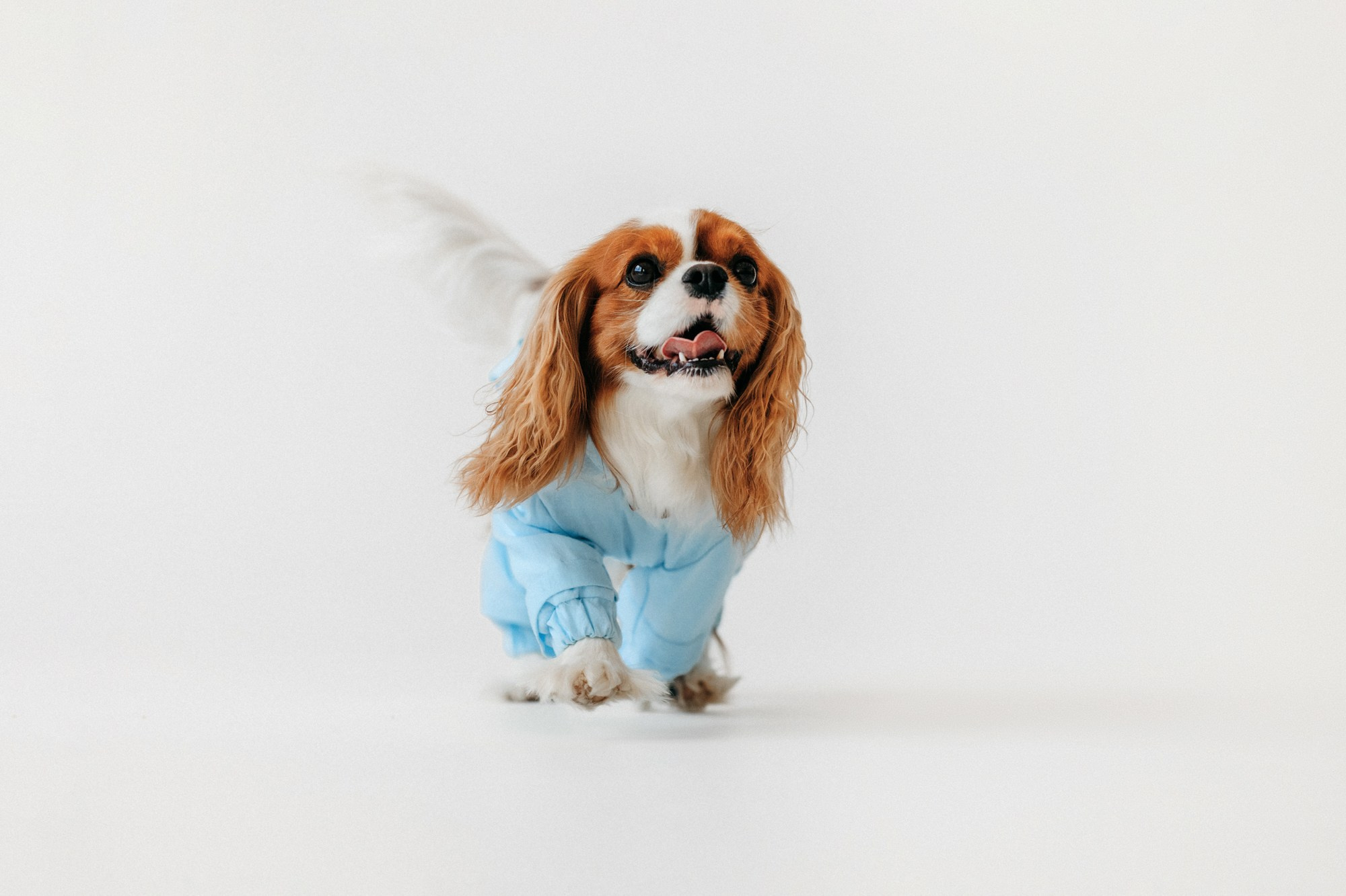 Одежда Lapa`s brand. Фотограф-анималист Елена Радченко, Москва