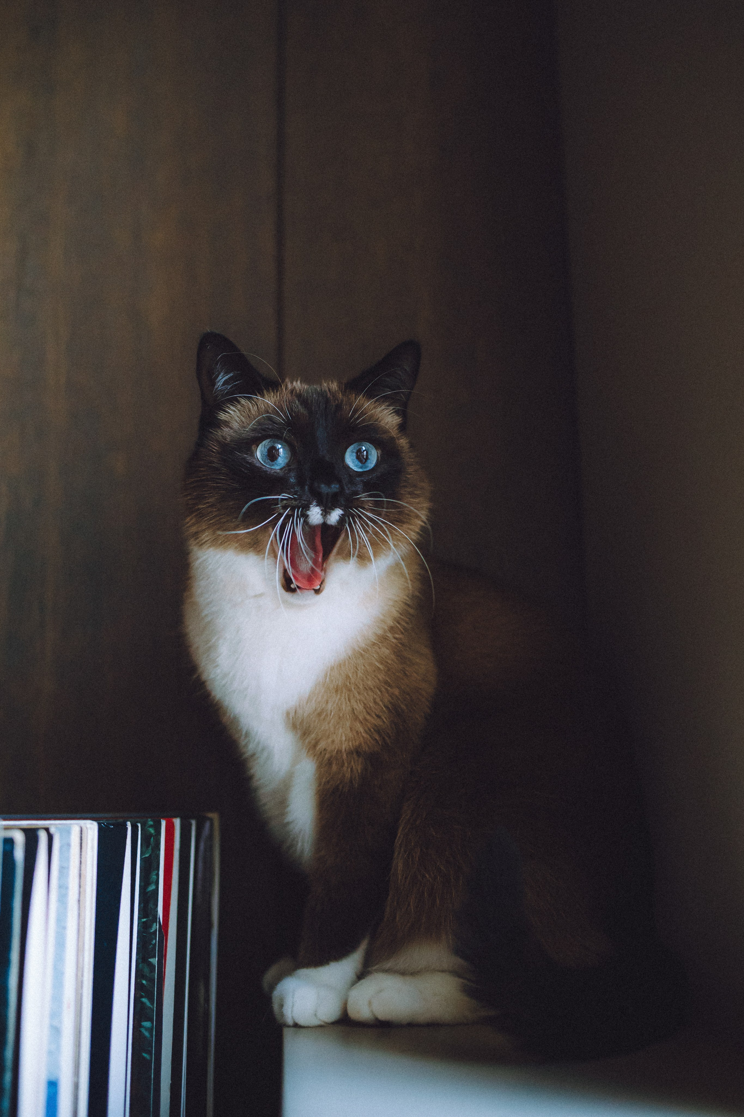 Наташа, Маруся и Зефир