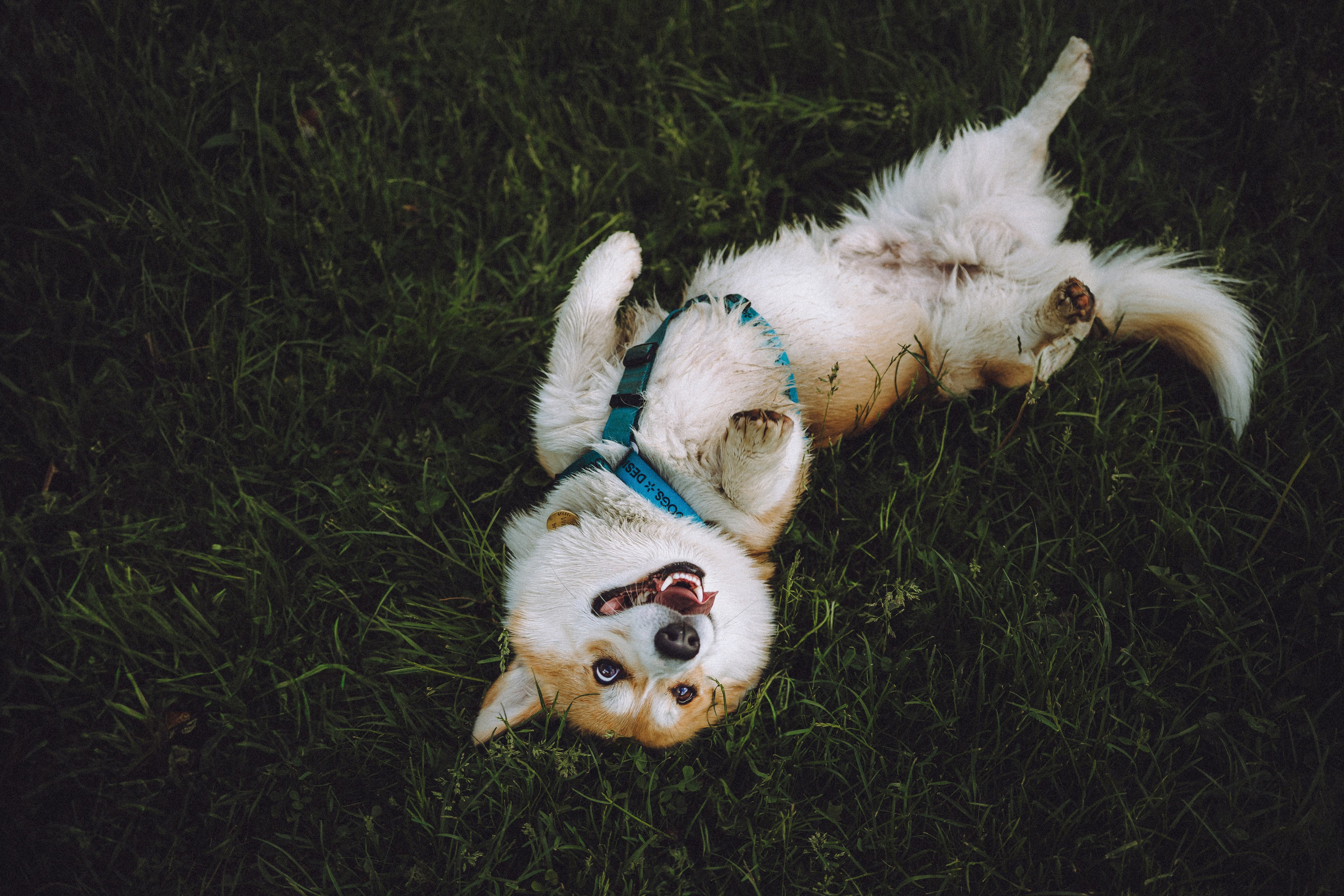 Вирджик и его семья