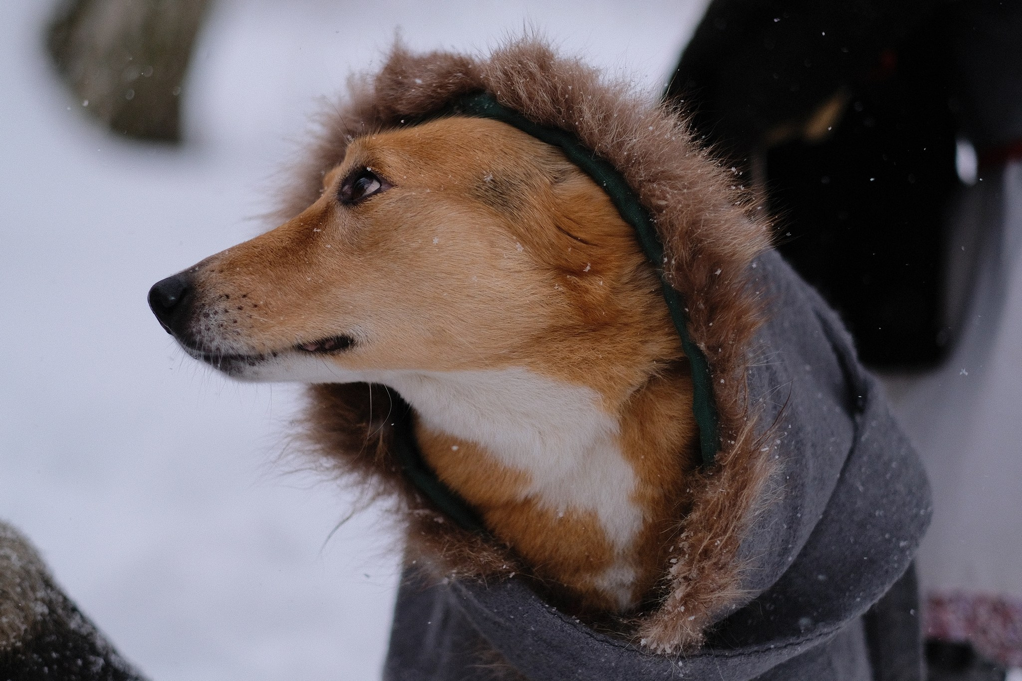 Герда, Лиса и их люди. Дмитрий Бречалов