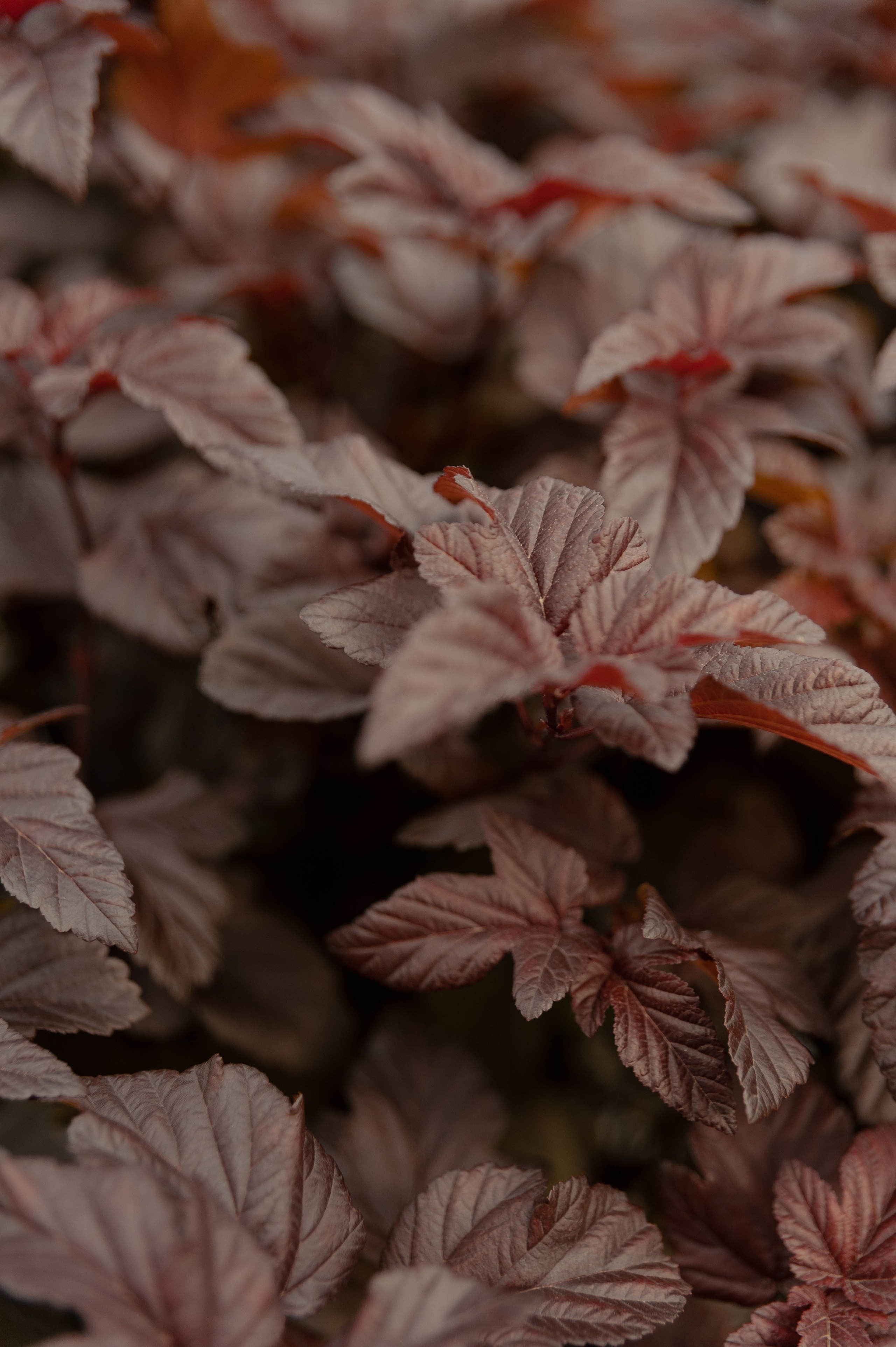 Максим и Геля. Фотограф в Екатеринбурге Артём Зайнетдинов
