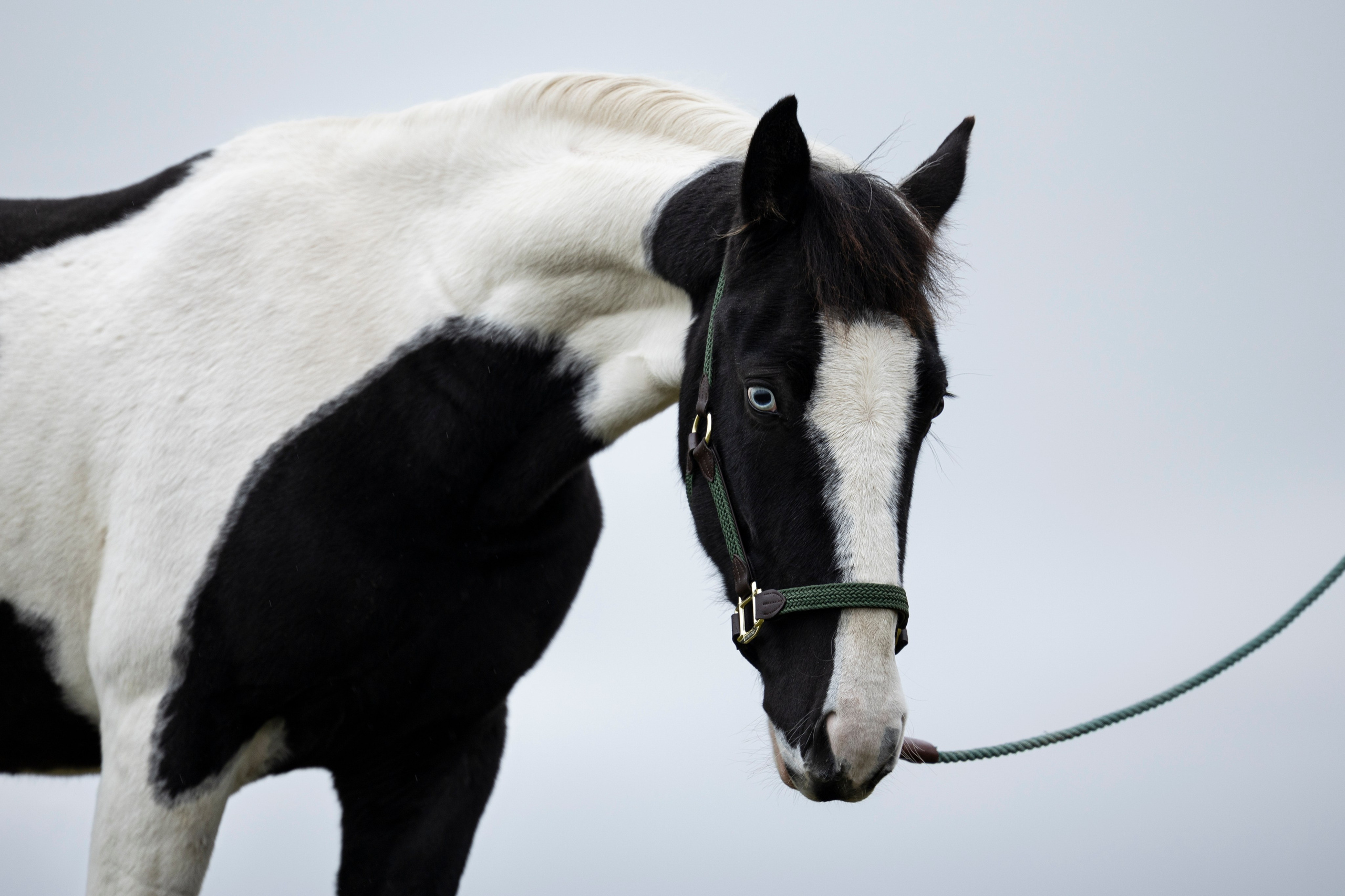 Дракарис и Кейси. Фотограф-анималист Анна Маринич