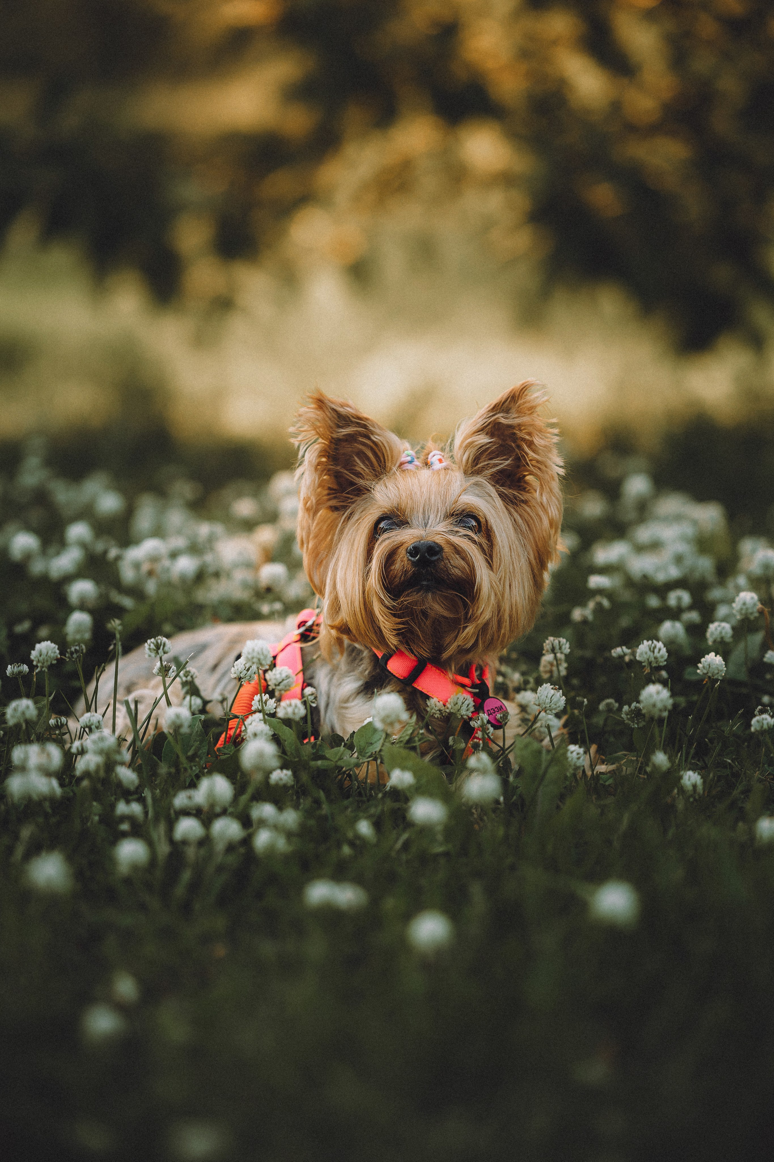 Даша и Дэзи