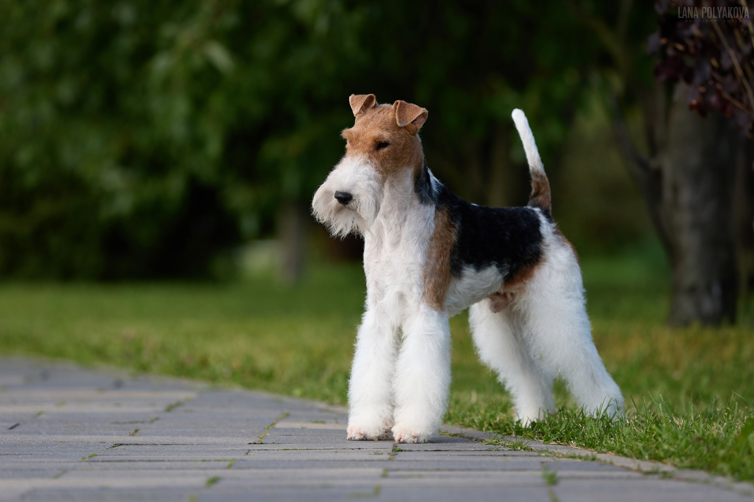 Как подготовить собаку к выставке: чек-лист для фото. ФОТОГРАФ-АНИМАЛИСТ l LANA POLYAKOVA