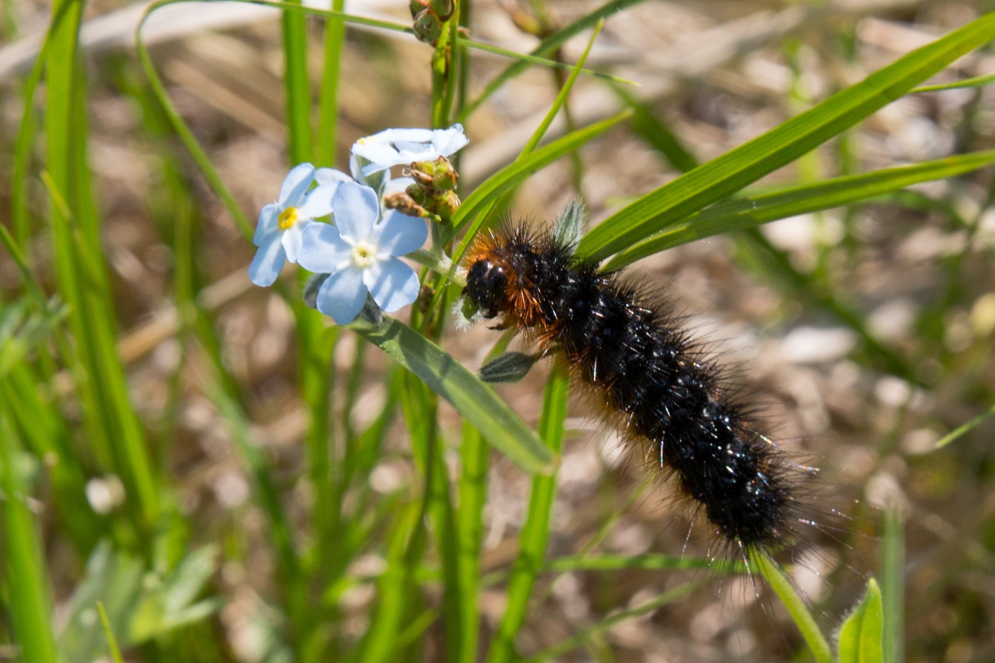 Фото Природы Забайкалья. Студия Максима Белослюдцева