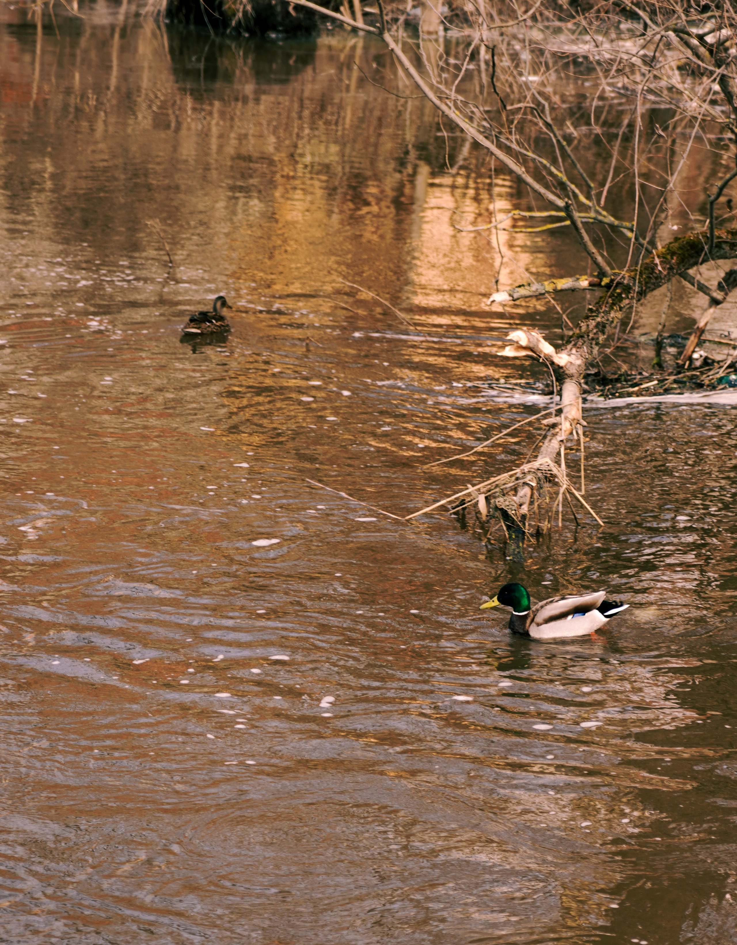 Фурманов, Апрель 2022