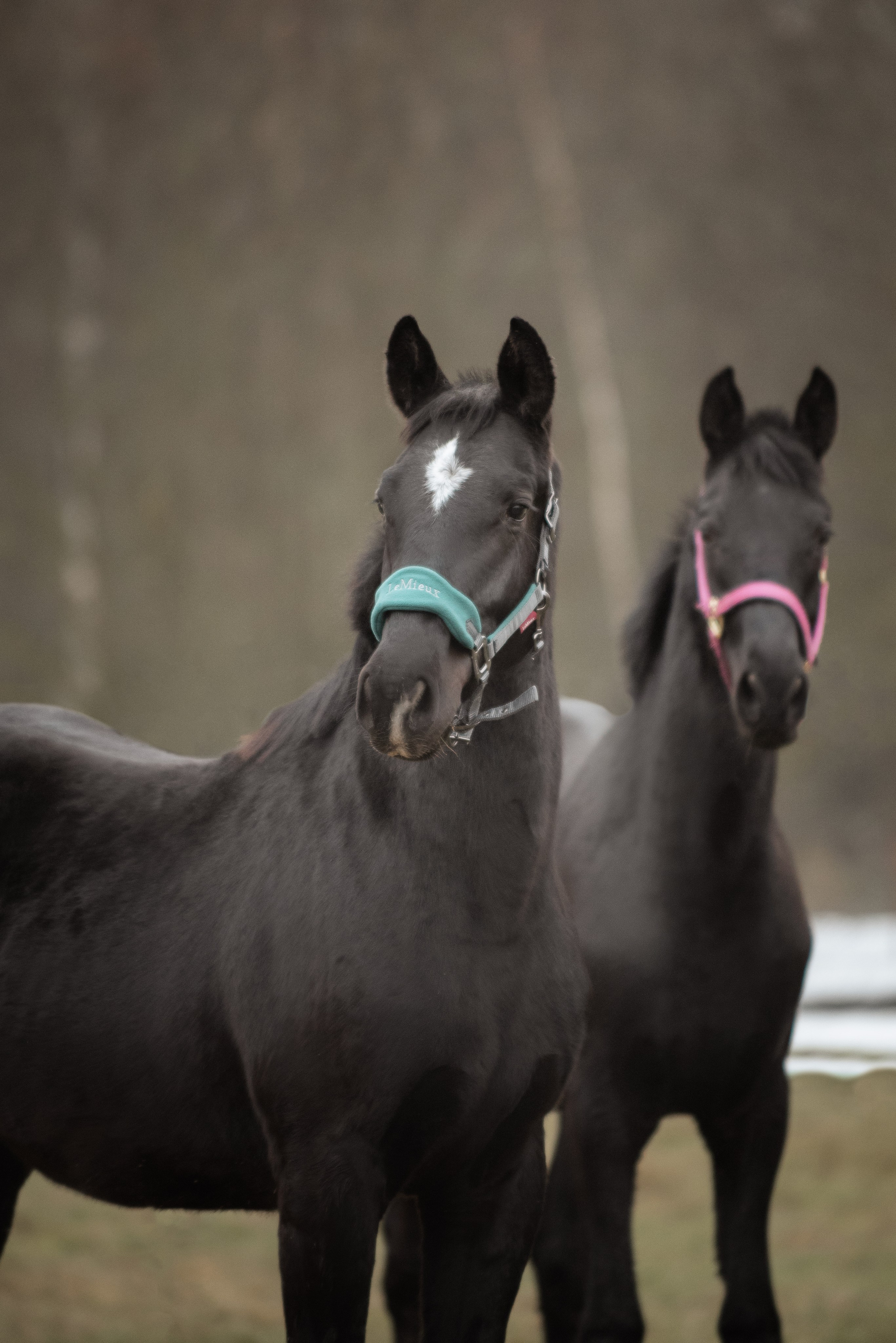 Мелкаши ЮНА. Куракина Дарья • Конный фотограф