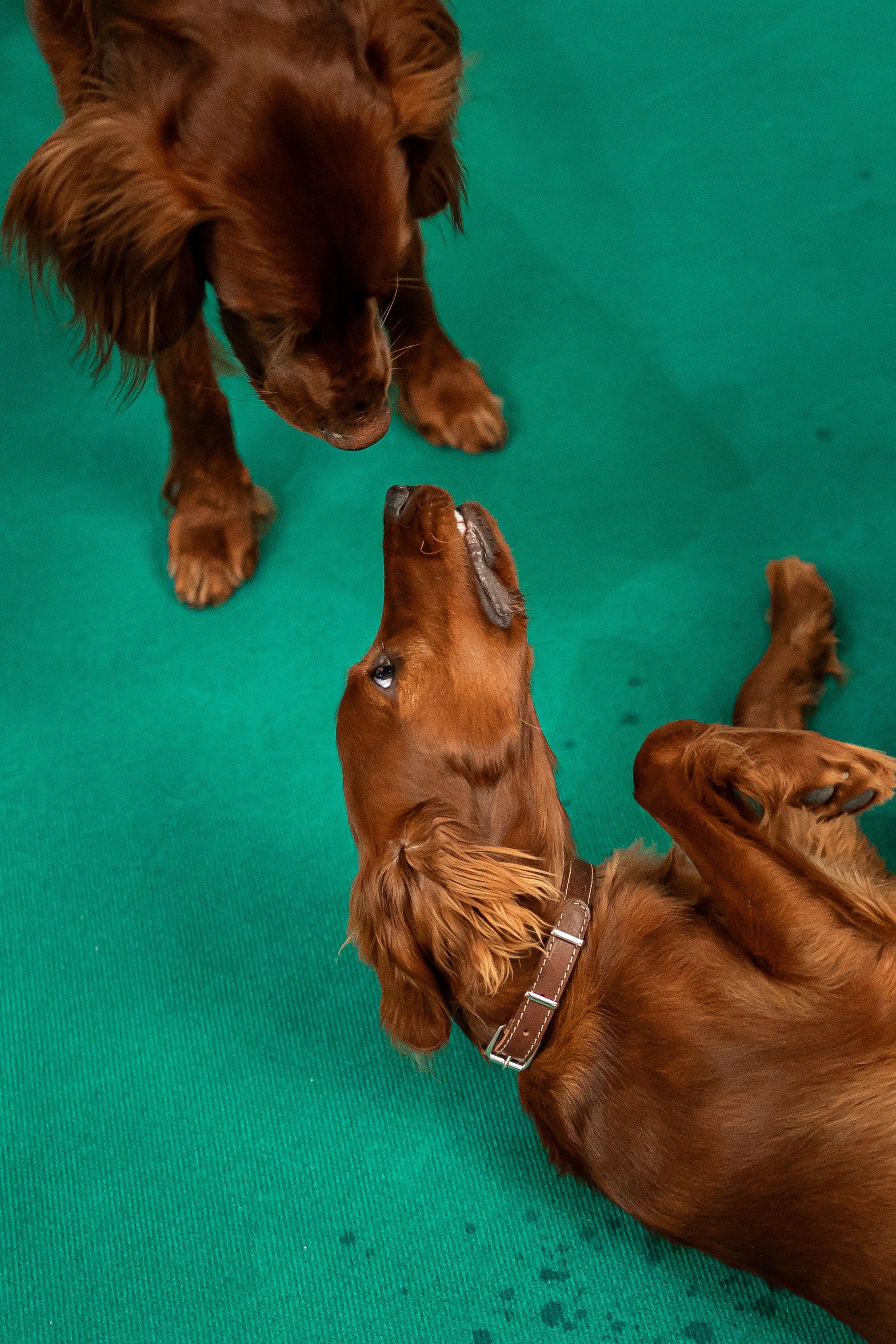 Выставка сеттеров 19.05.24