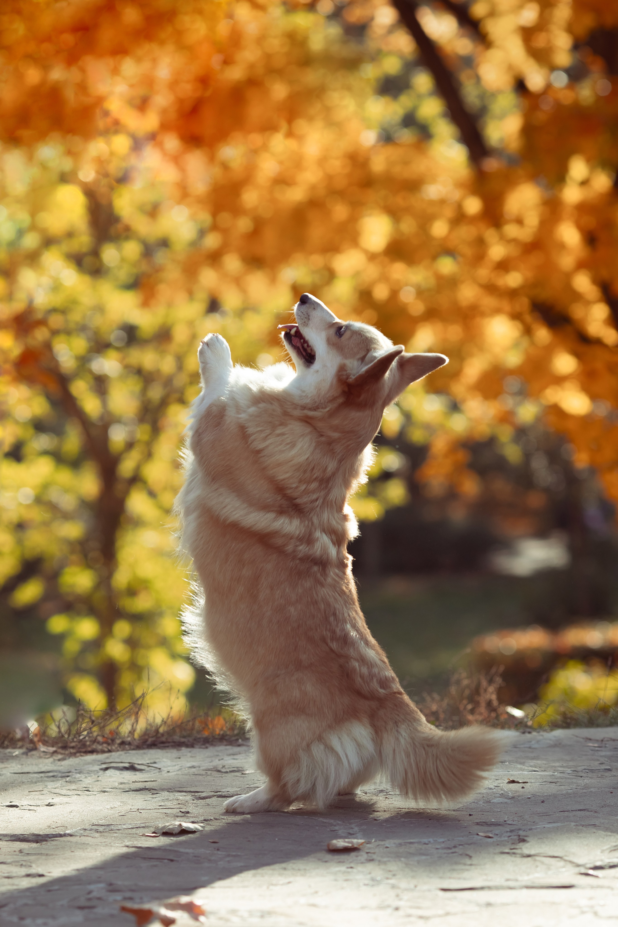 Эва с корги. Семейный и детский фотограф в Москве Дорогова Екатерина