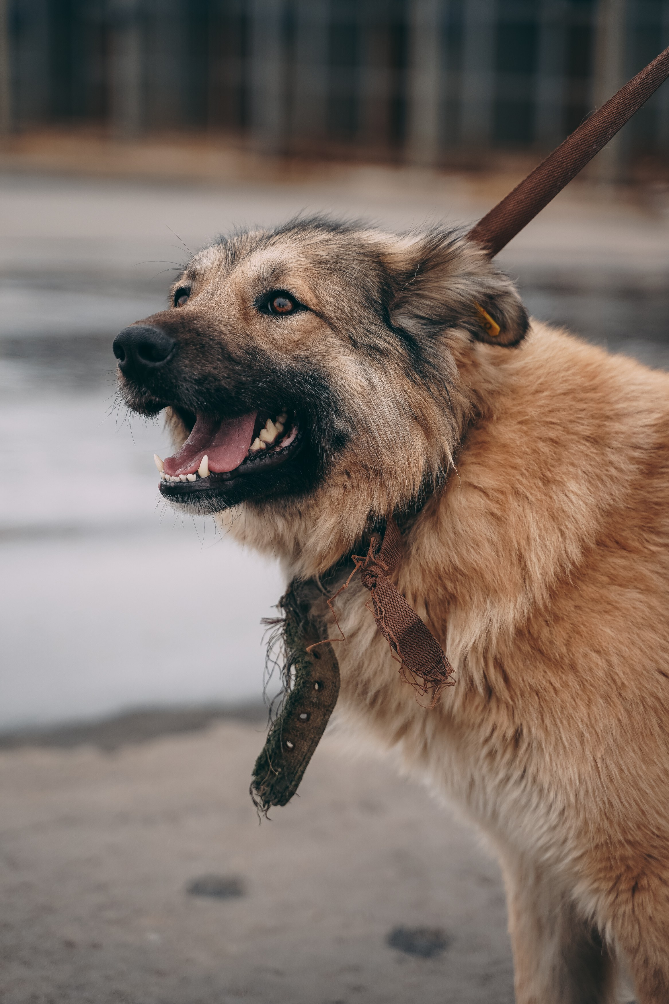 Съемка для благотворительного фонда «Дог 24». Фотограф-анималист, портретный фотограф в Чебоксарах Мария Садыкова