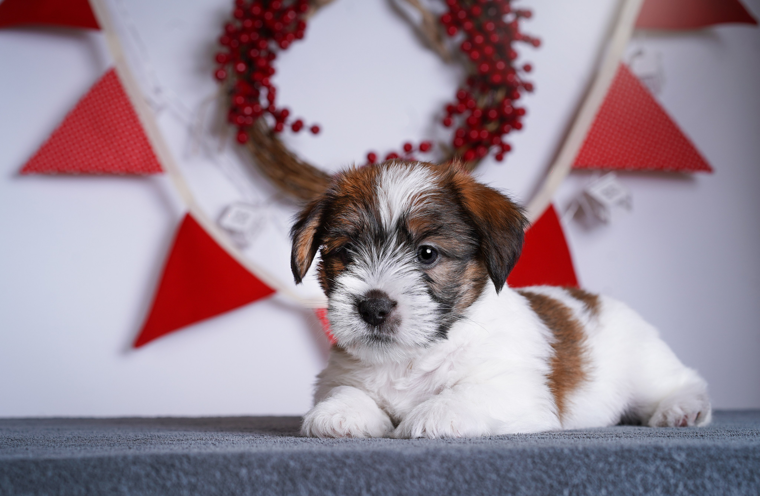 Щенки джек-рассела. Фотограф-анималист в Санкт-Петербурге Яна Мартынова