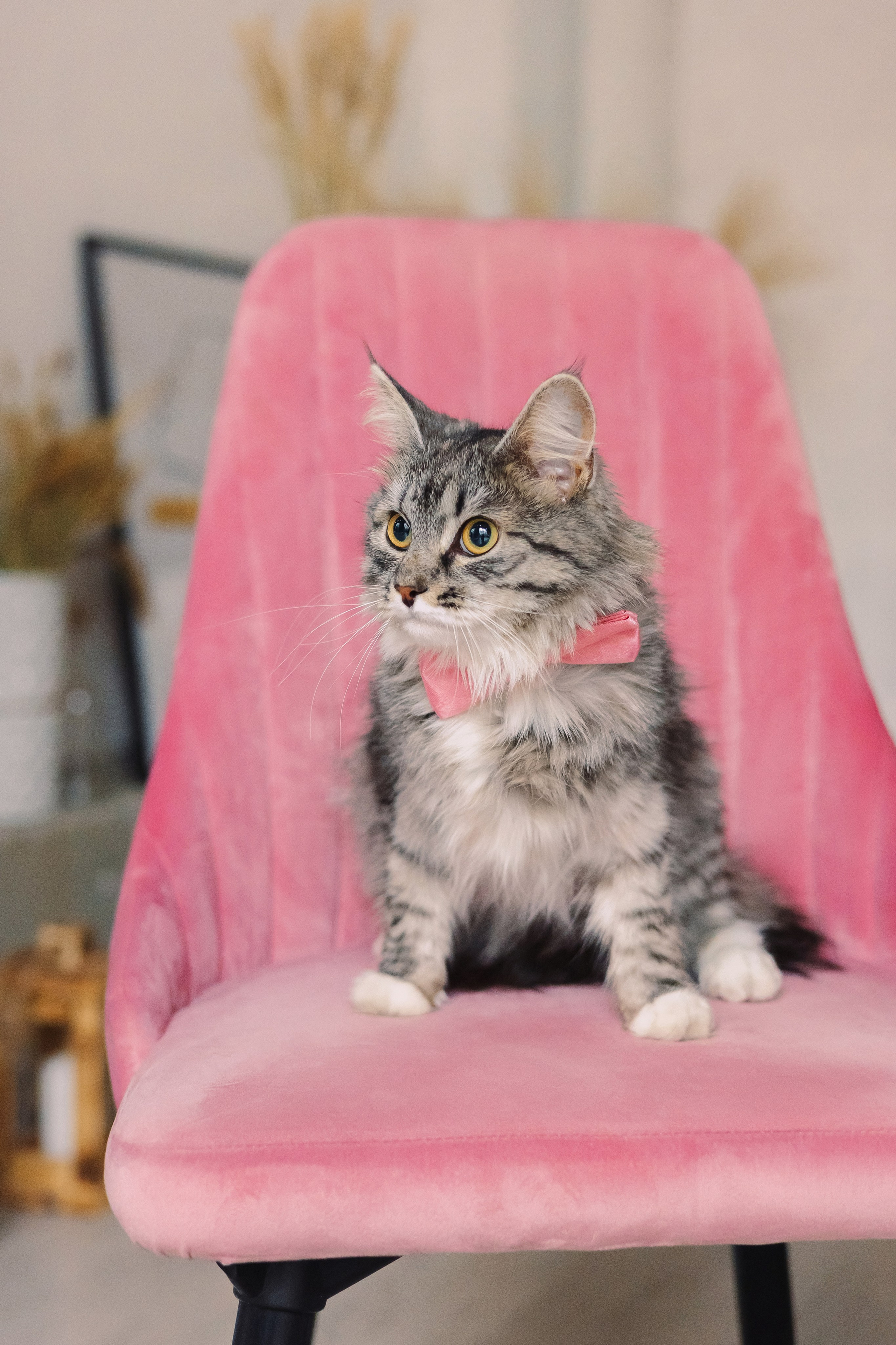 Магазин Friend of mine. Фотограф-анималист Елена Радченко, Москва