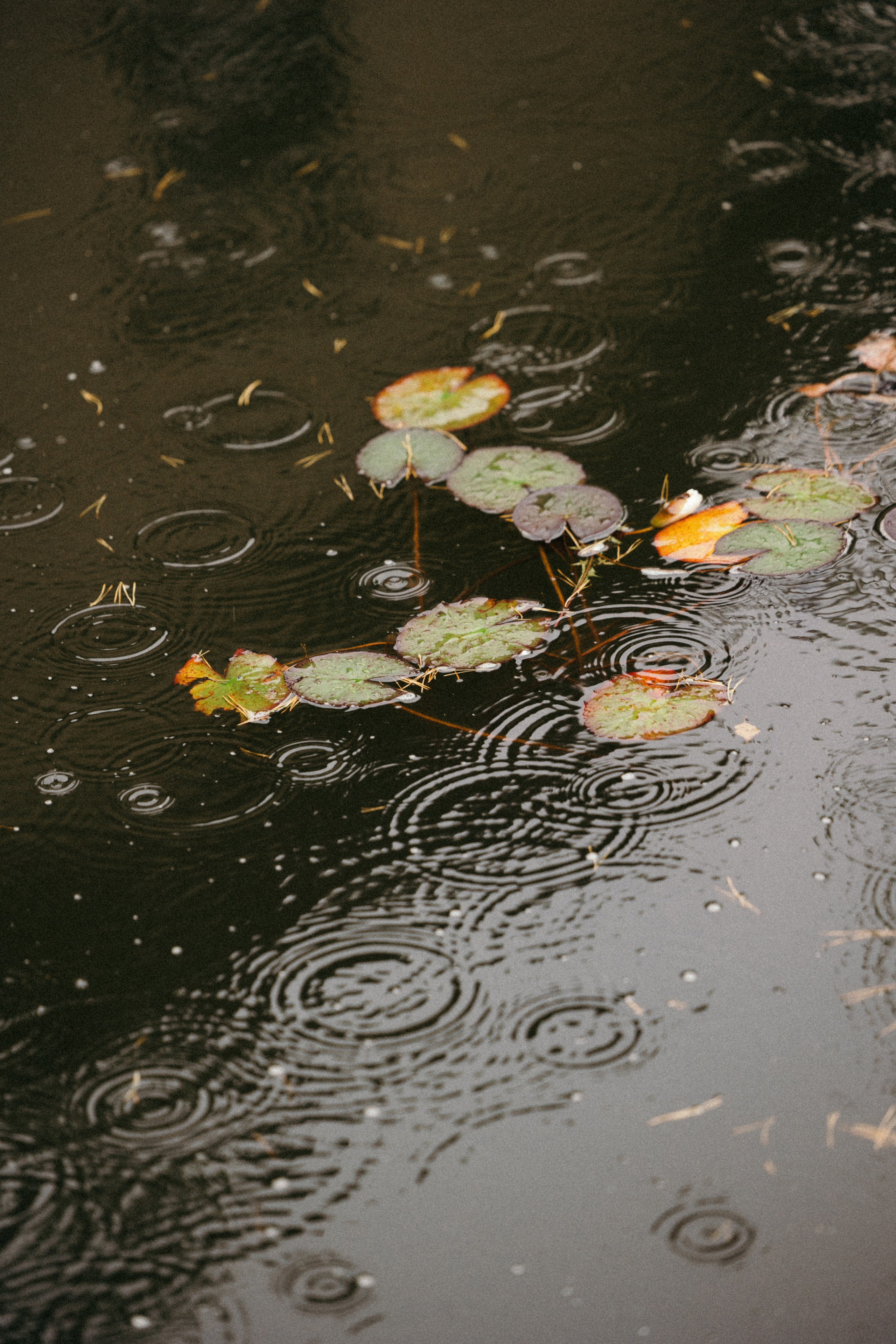 ART HOUSE. Свадебный фотограф Марусина Катерина
