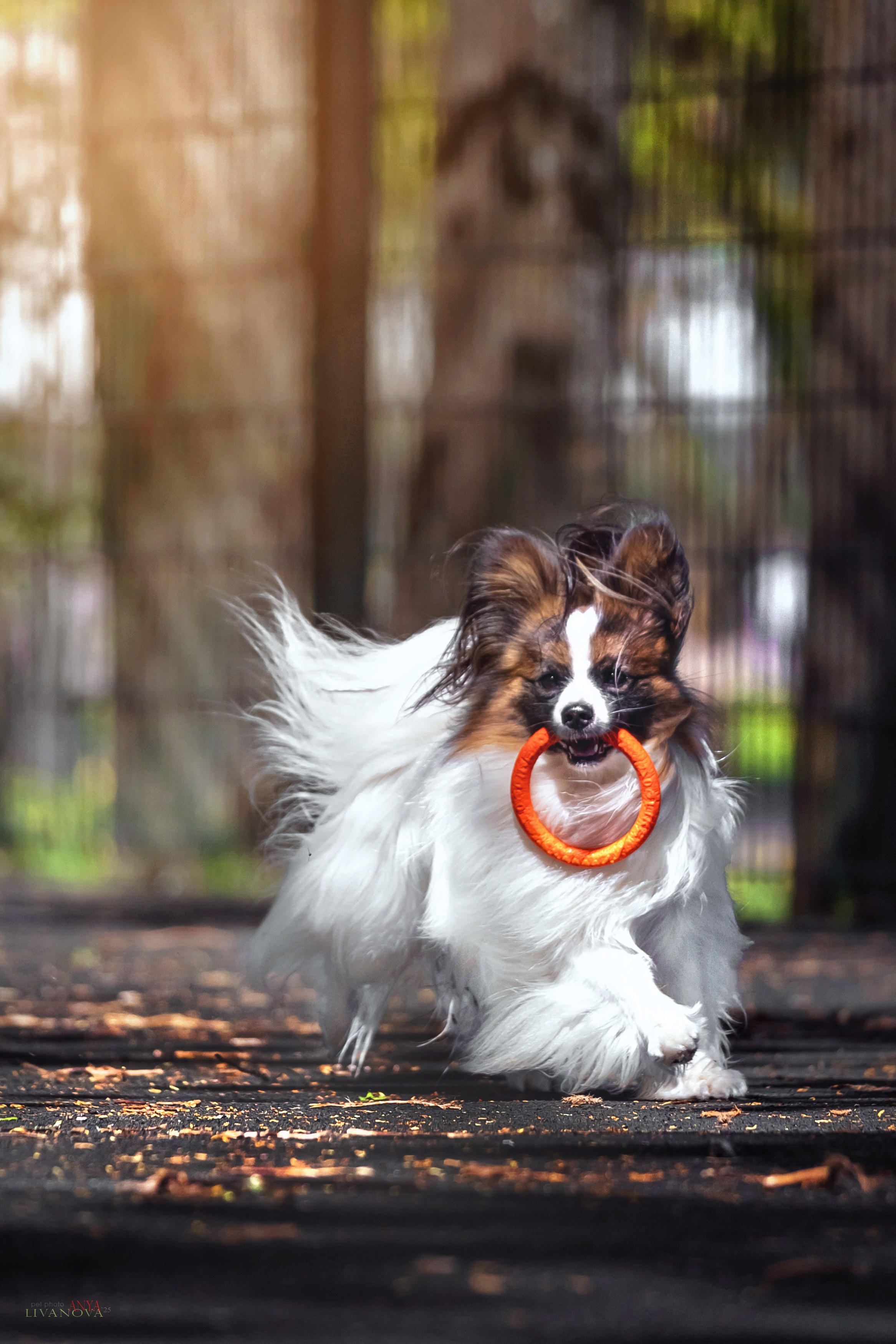 Хьюстон. Фотограф анималист Аня Ливанова | Рыбинск