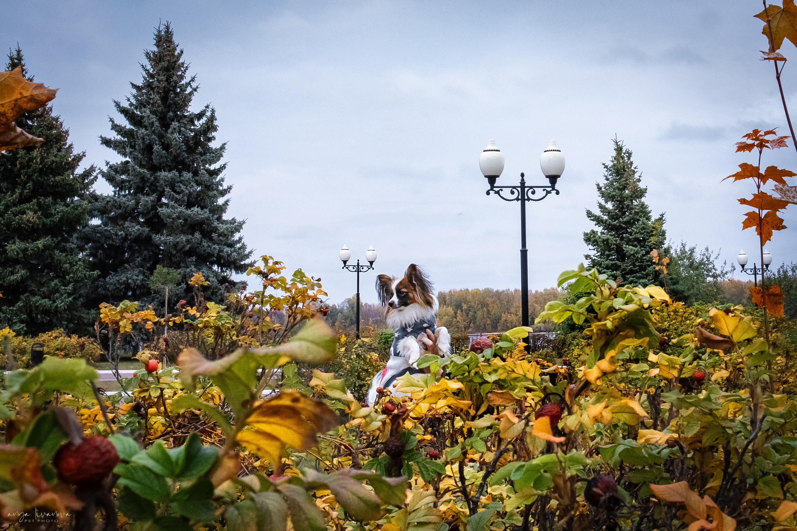 Хьюстон. Фотограф анималист Аня Ливанова | Рыбинск