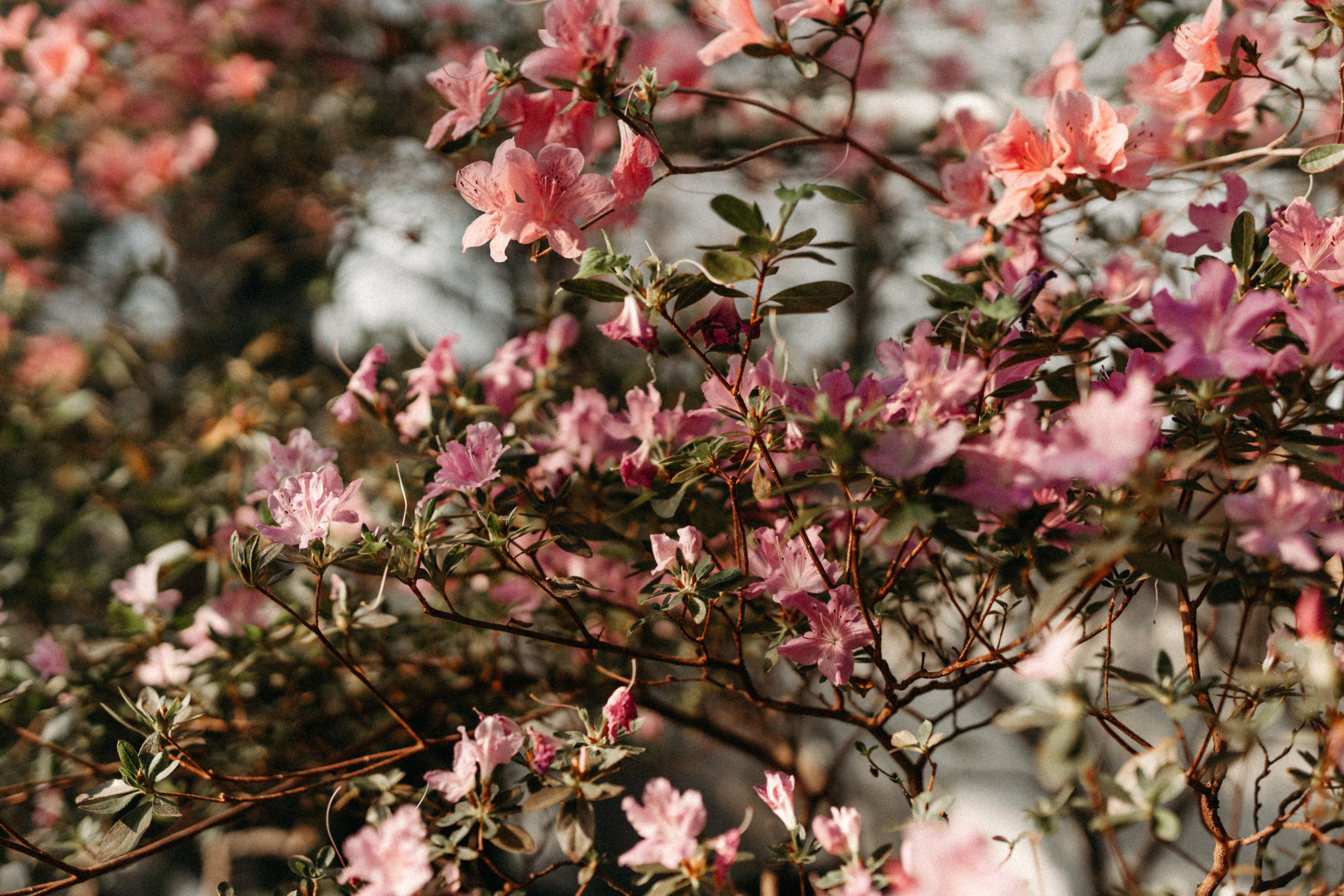 Там, где круглый год весна. Фотограф Наталья Колганова