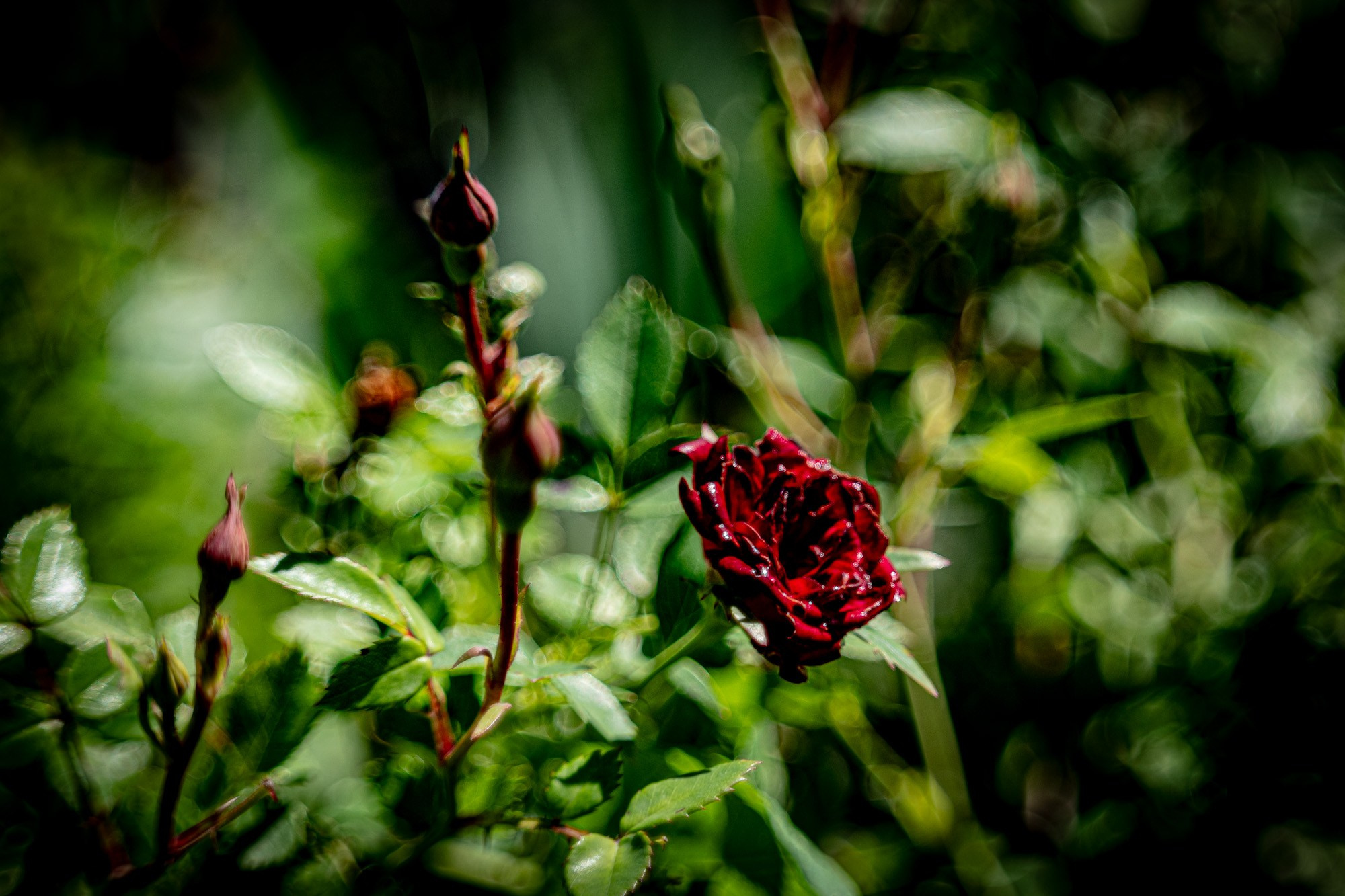 Цветы. Профессиональная фотосъемка. Ростов-на-Дону