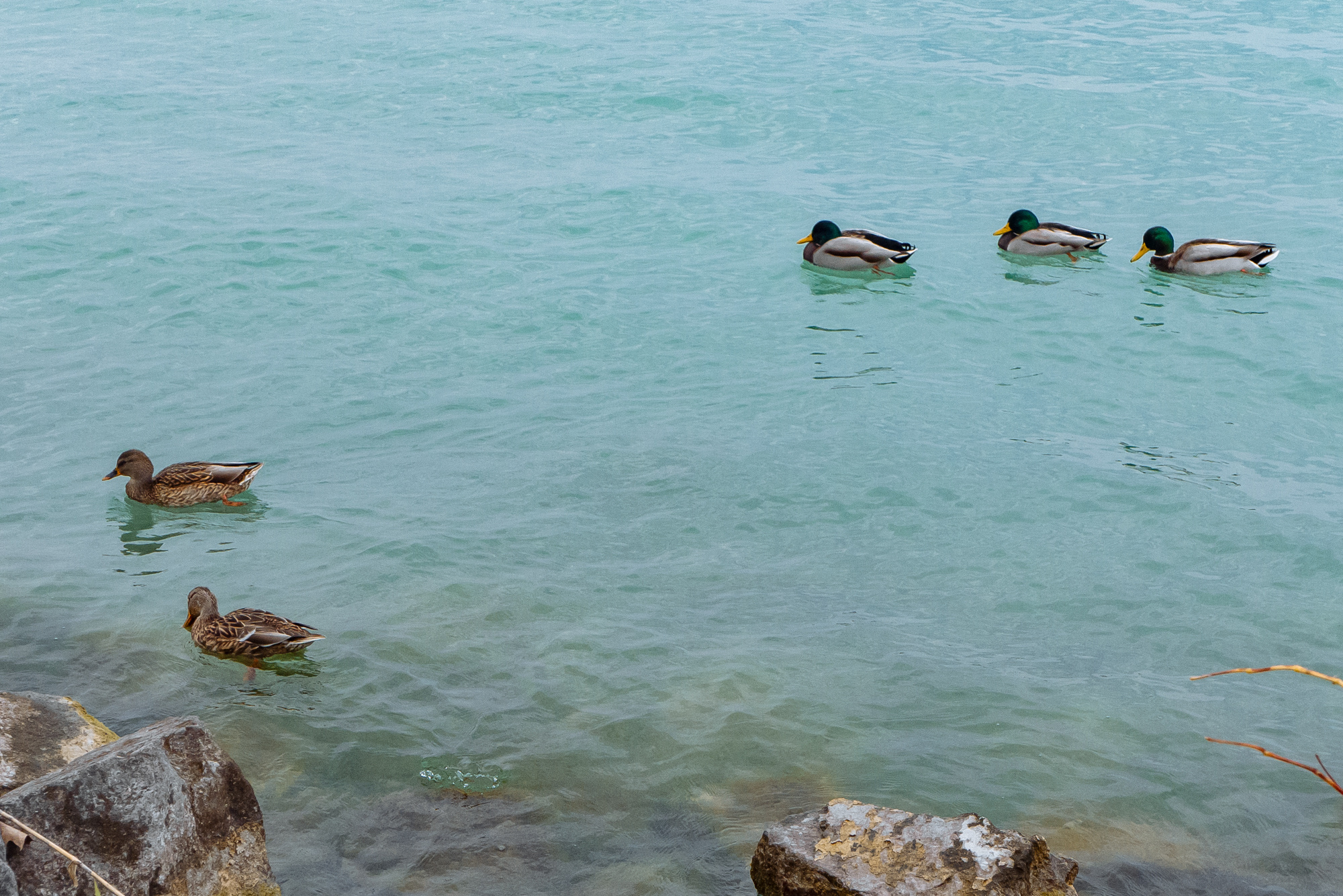 BudaPest & Prague. Свадебный фотограф Аня Милграм
