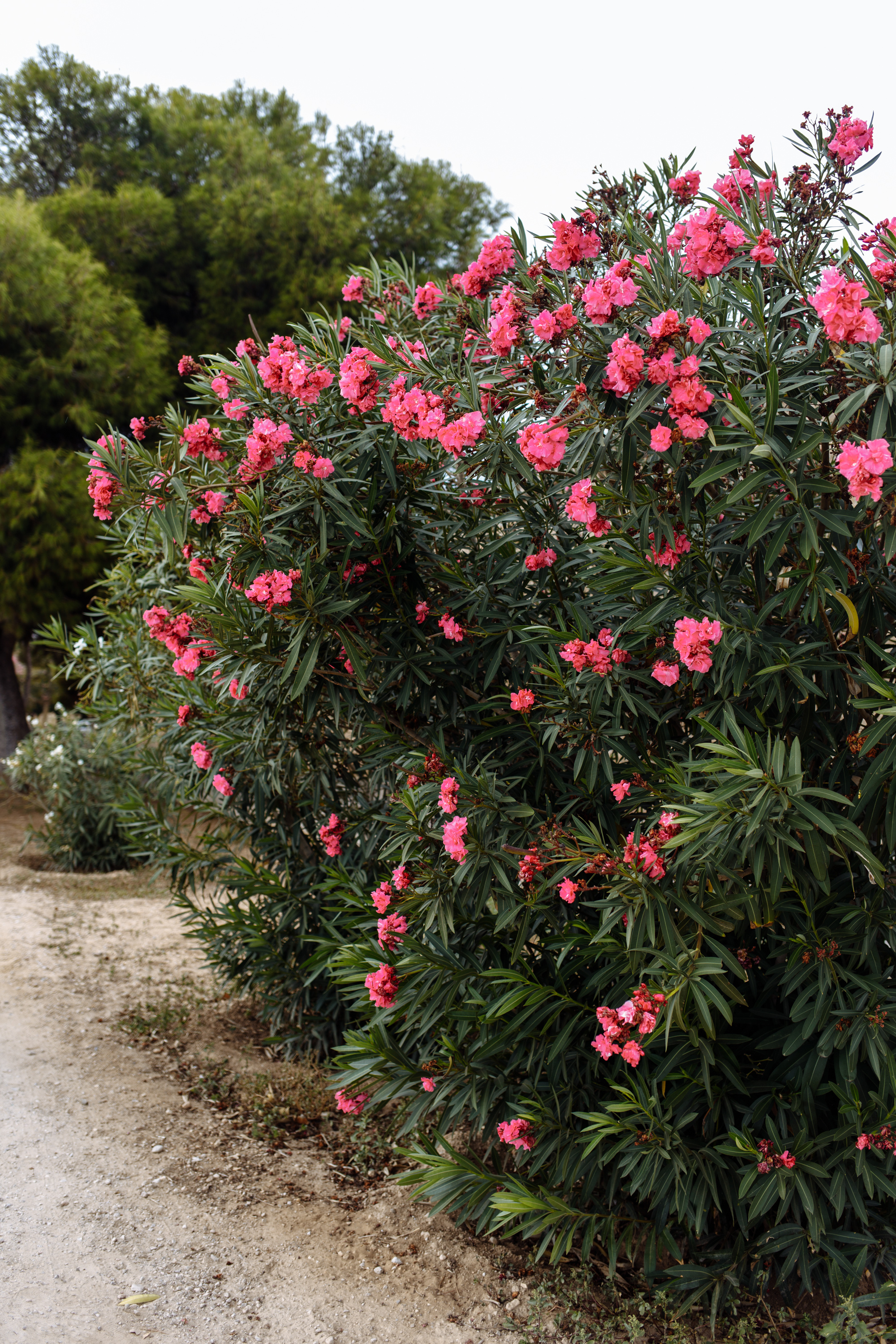 Palma de Mallorca. Свадебный фотограф Аня Милграм