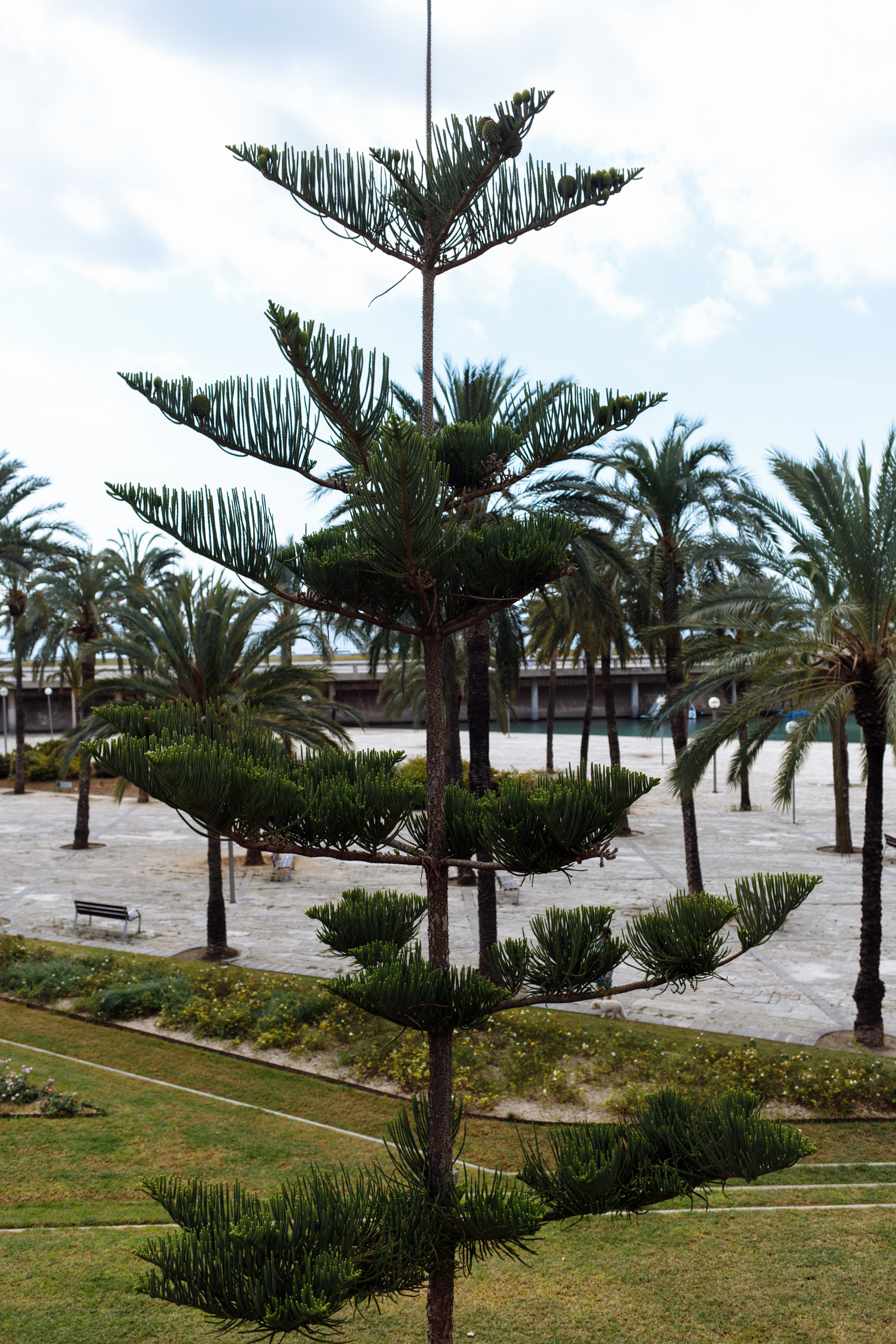 Palma de Mallorca. Свадебный фотограф Аня Милграм