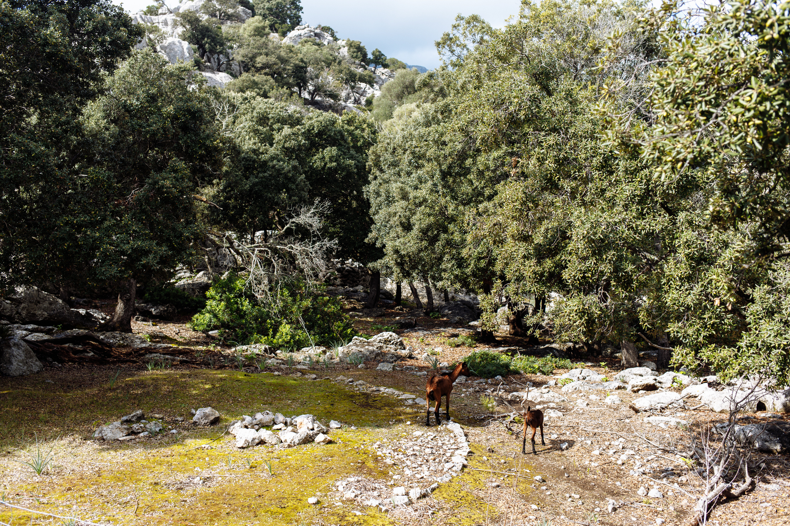 Way to Sa Calobra. Свадебный фотограф Аня Милграм