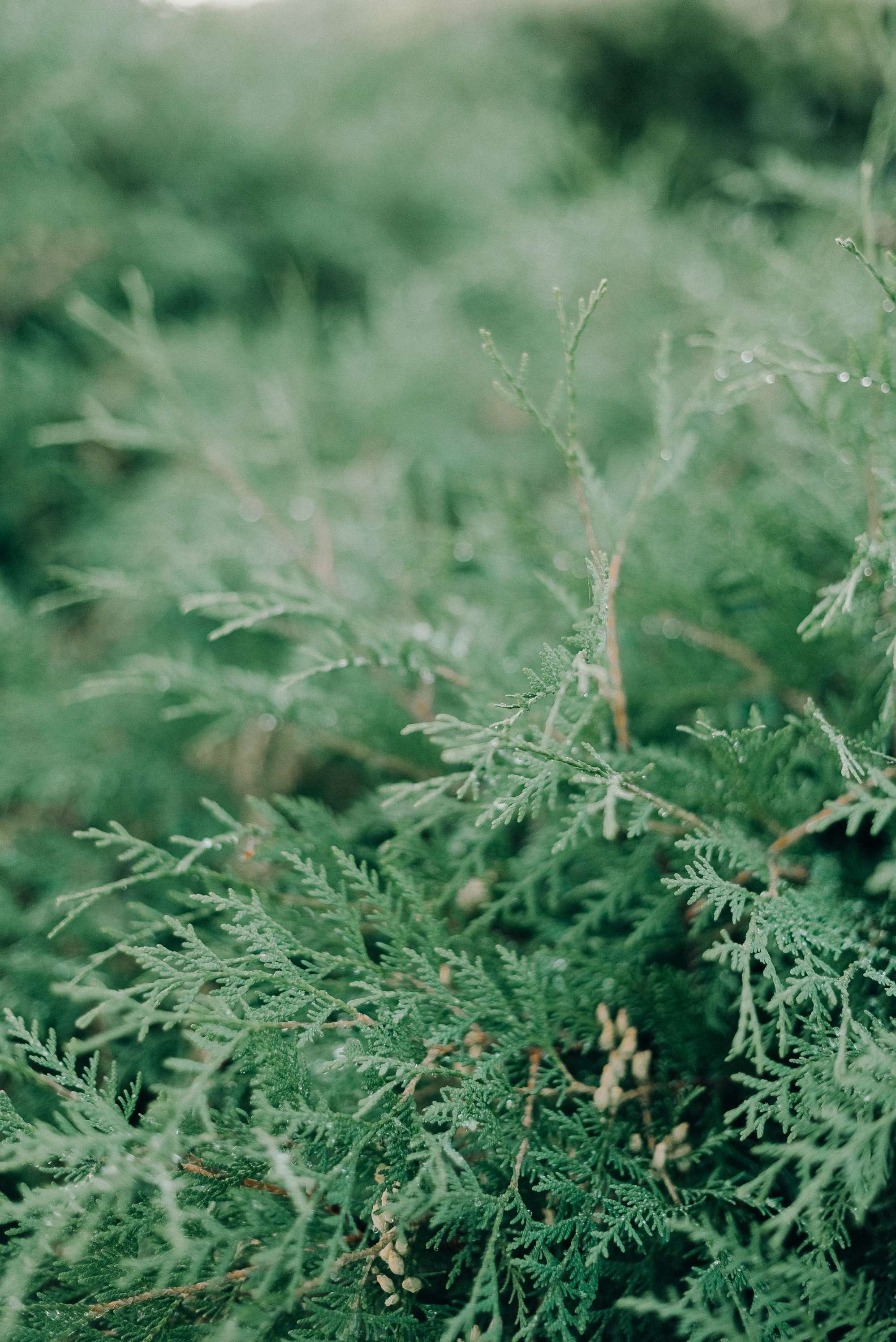 Boho wedding. Свадебный фотограф Аня Милграм