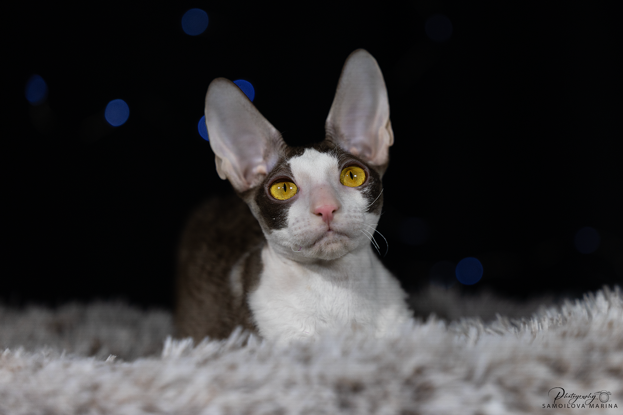 Кошки. Фотограф-анималист в Москве и МО Самойлова Марина