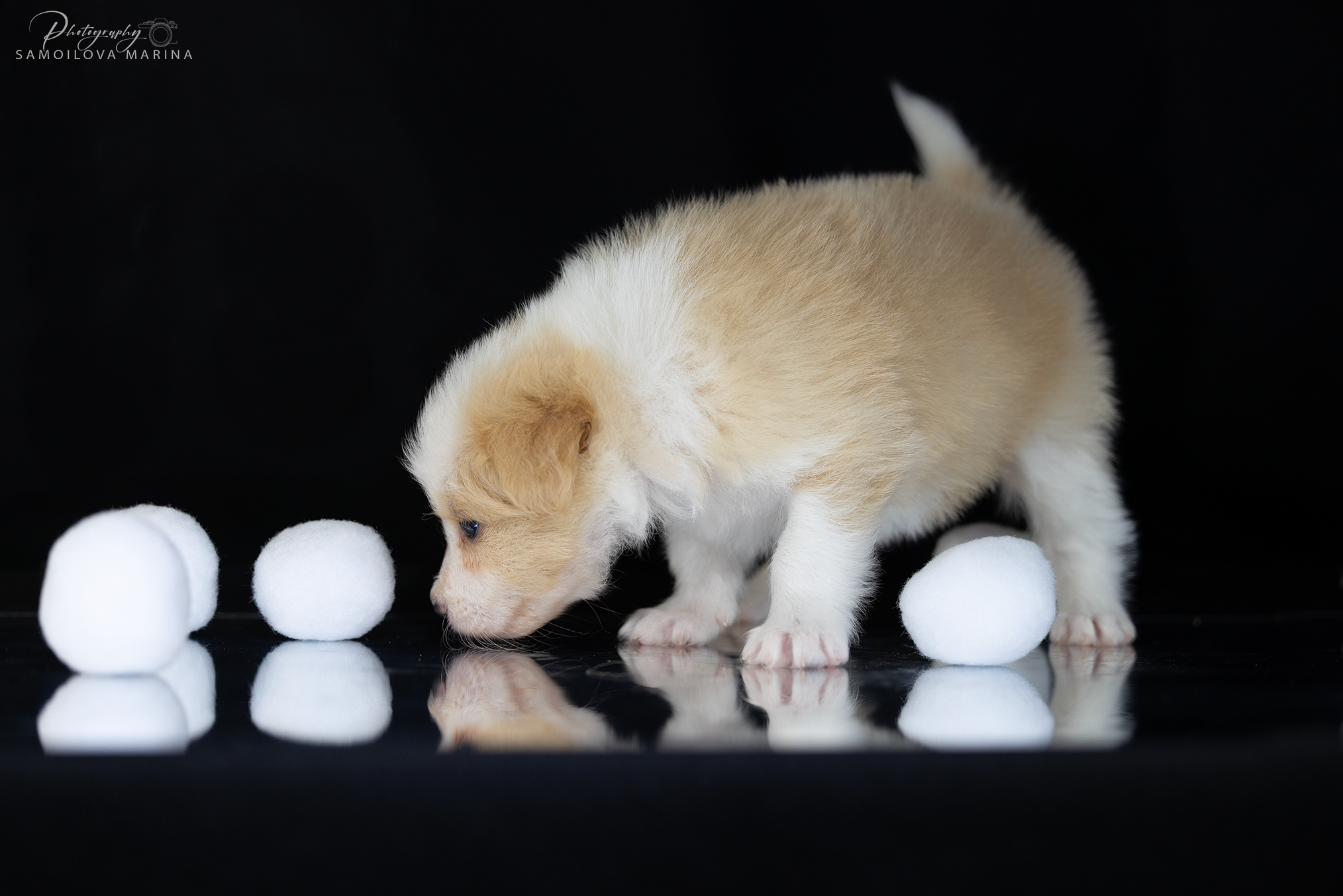 Щенки. Фотограф-анималист в Москве и МО Самойлова Марина