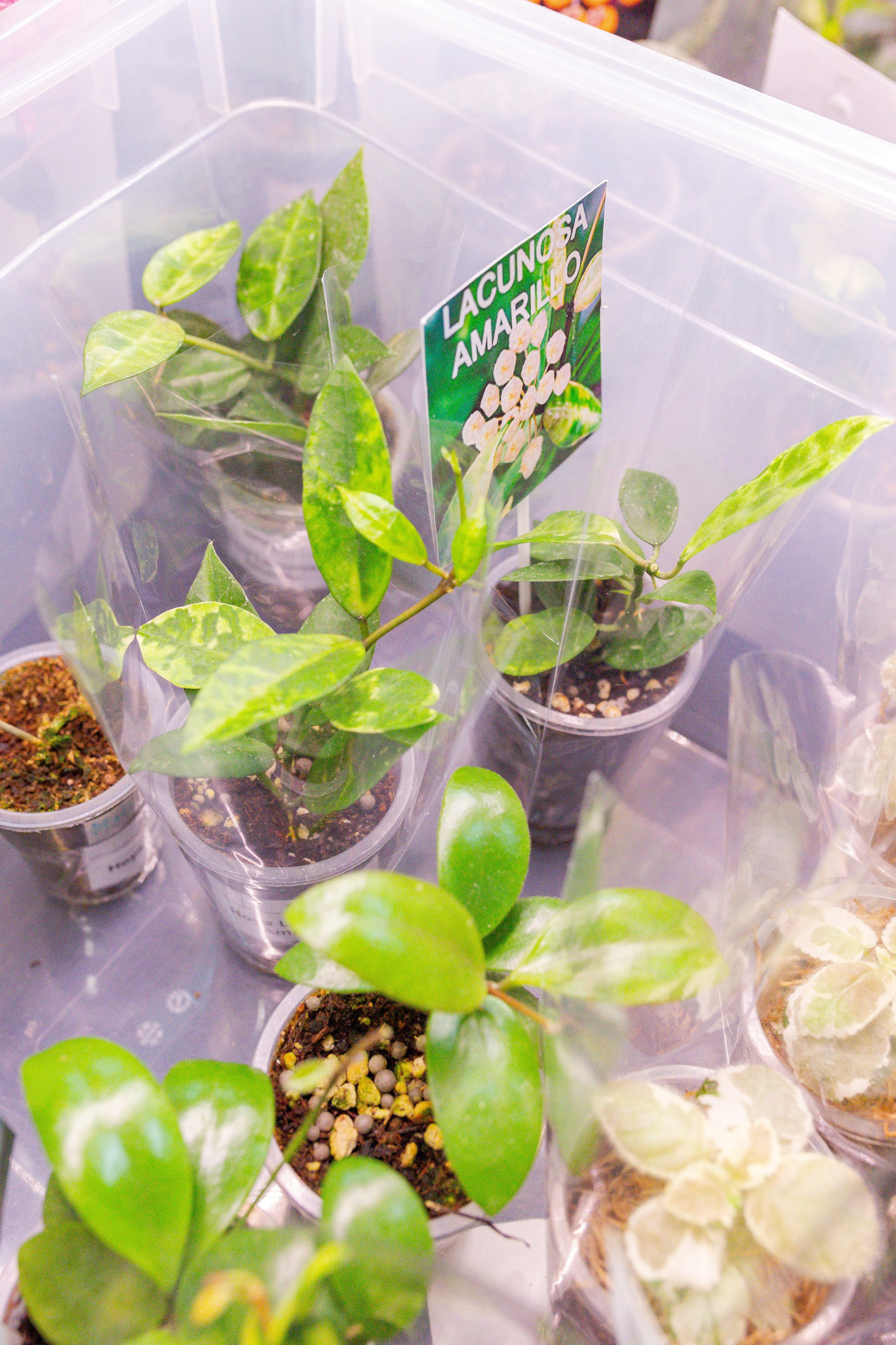 Кактус Фест. Александра Куликова фотограф, Москва