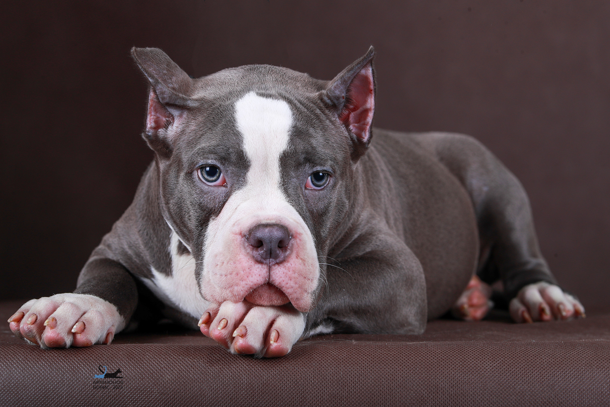 БУЛИ ЩЕНКИ. Борис Артамонов фотограф — анималист. Москва