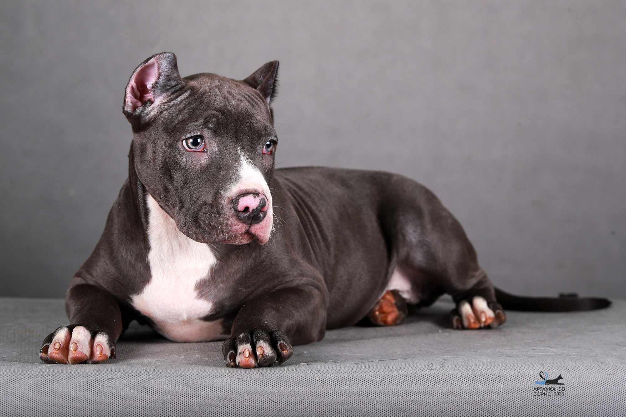 БУЛИ ЩЕНКИ. Борис Артамонов фотограф — анималист. Москва