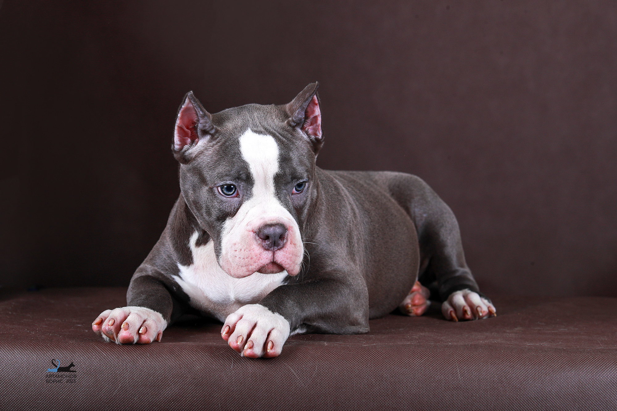 БУЛИ ЩЕНКИ. Борис Артамонов фотограф — анималист. Москва