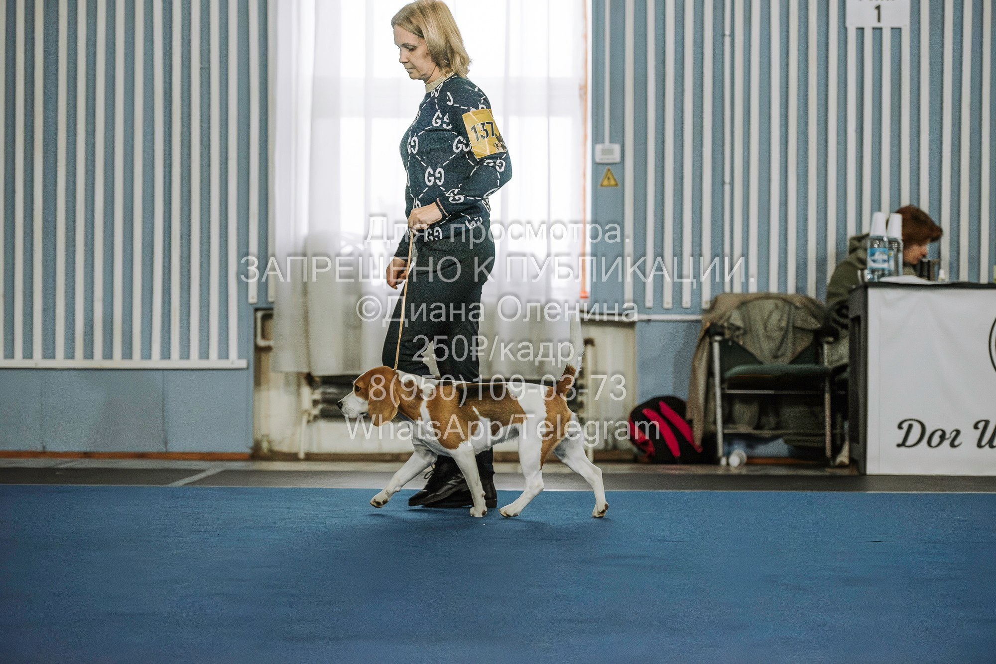 Выставка собак Красноярск 29.10.2023. Фотограф Диана Оленина Красноярск / Братск